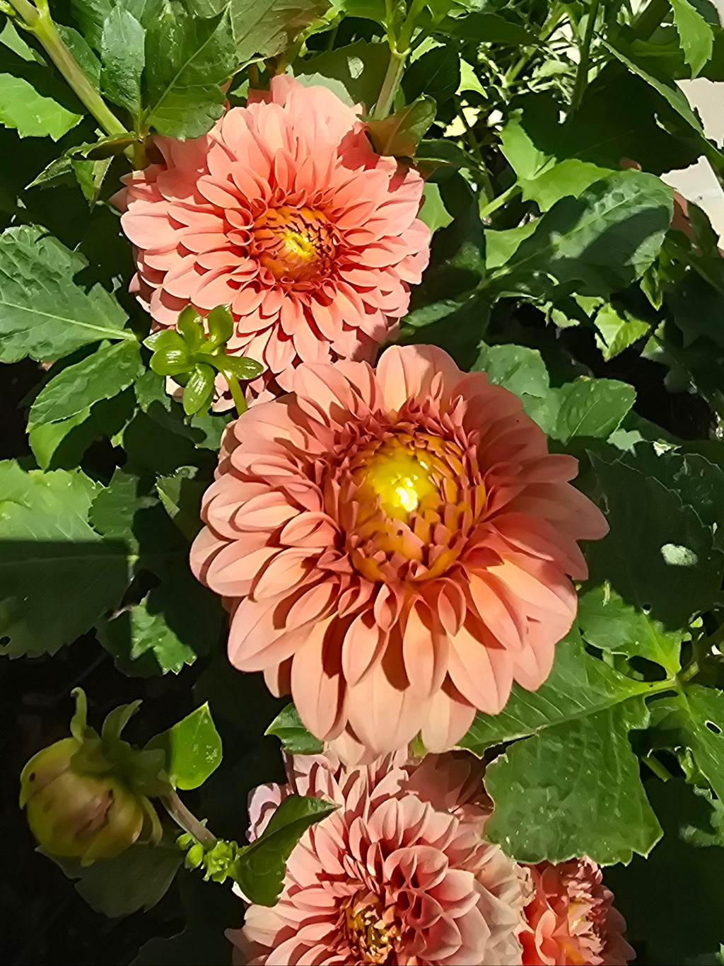 Guava - Tuber