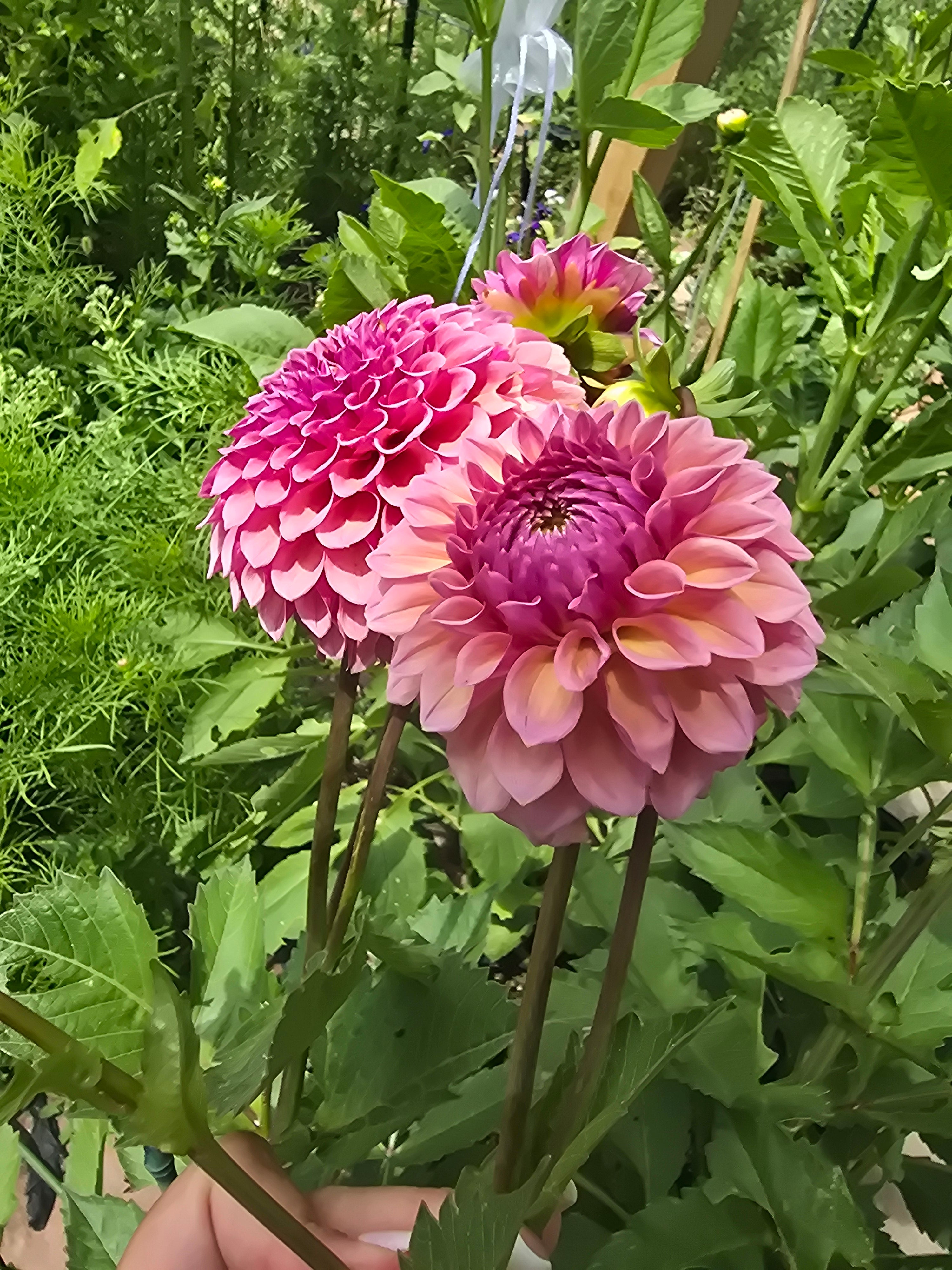RM Berry Kiss - Tuber