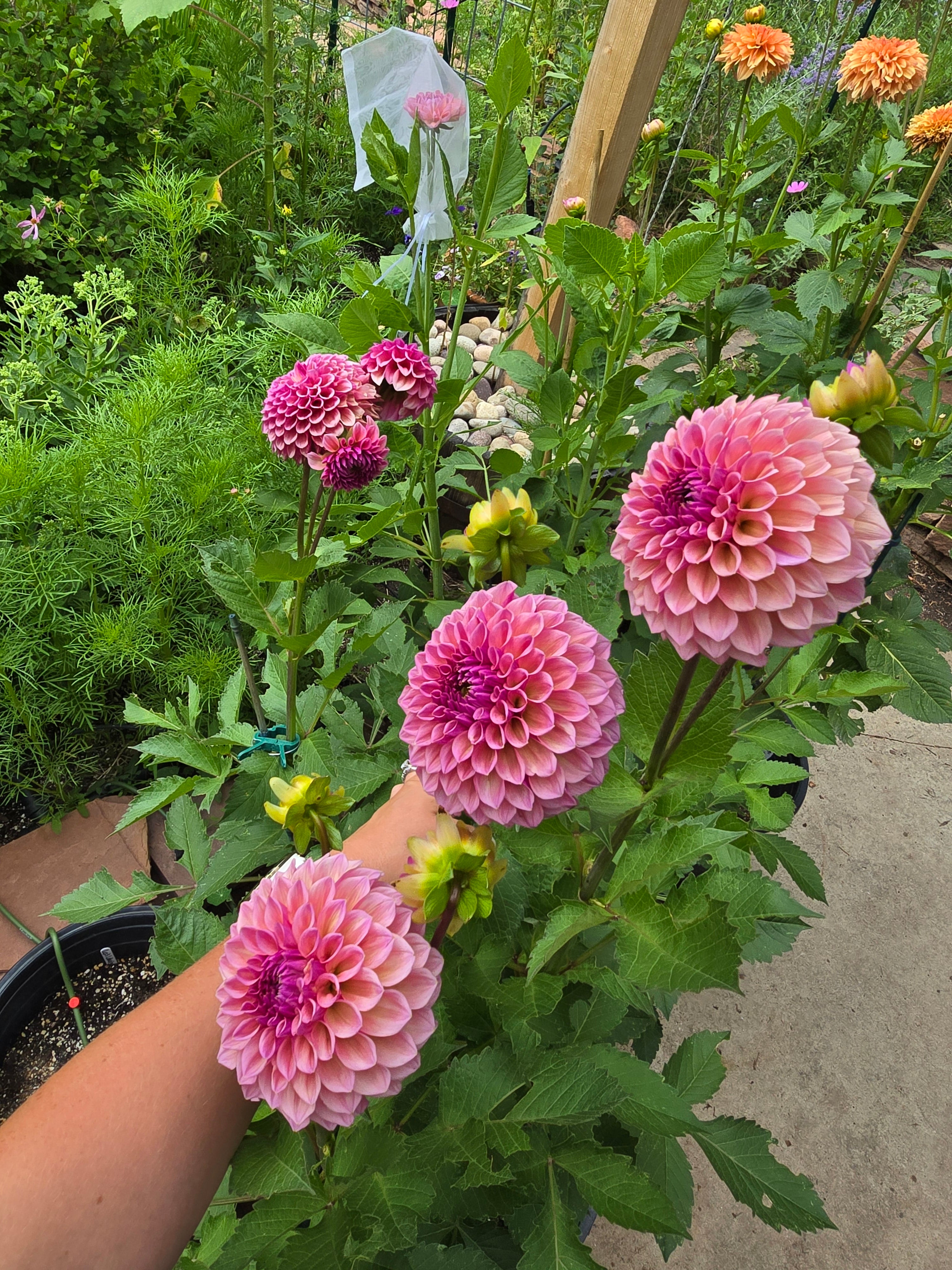 RM Berry Kiss - Tuber