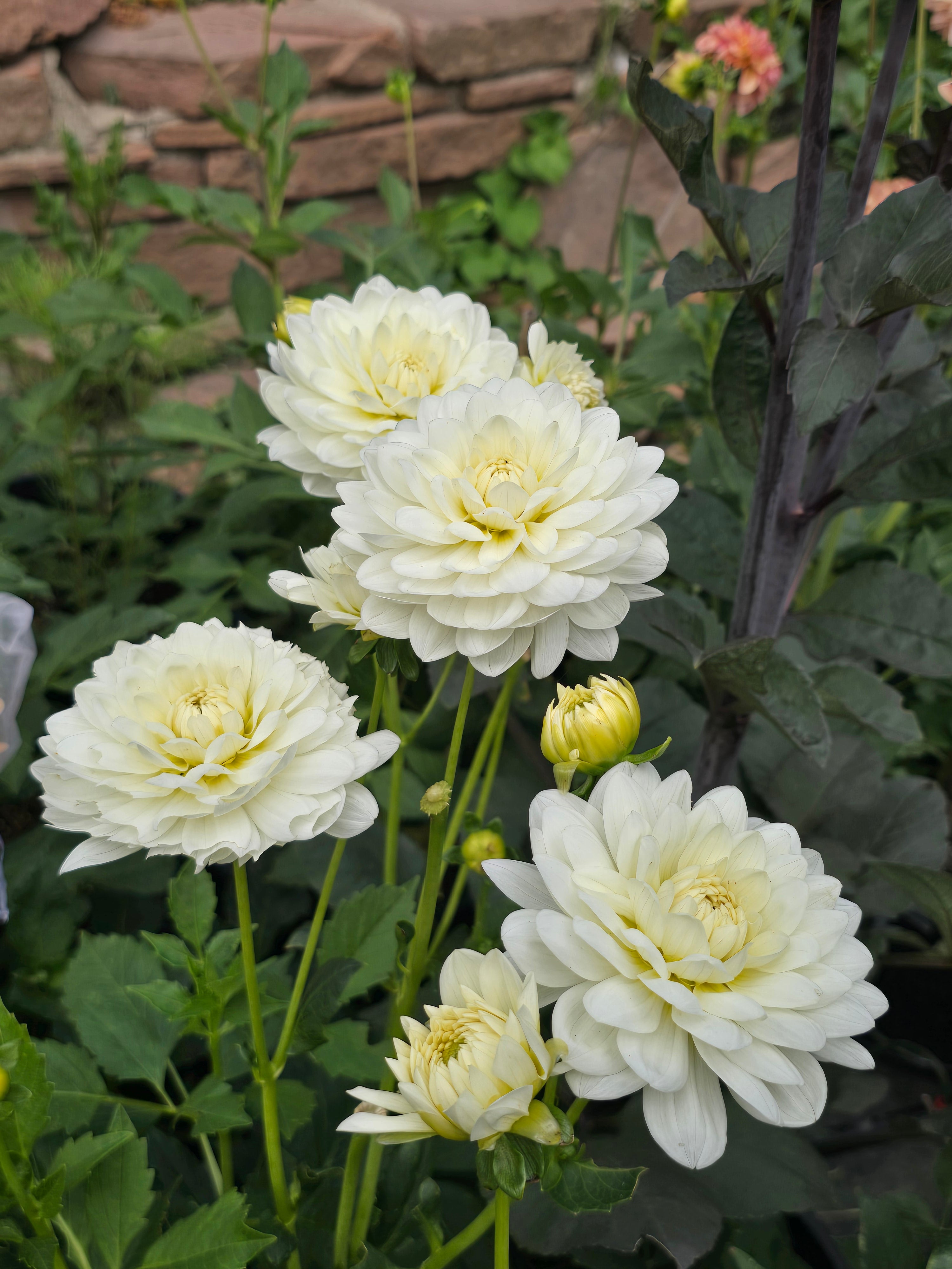 Sandia Isa - Tuber
