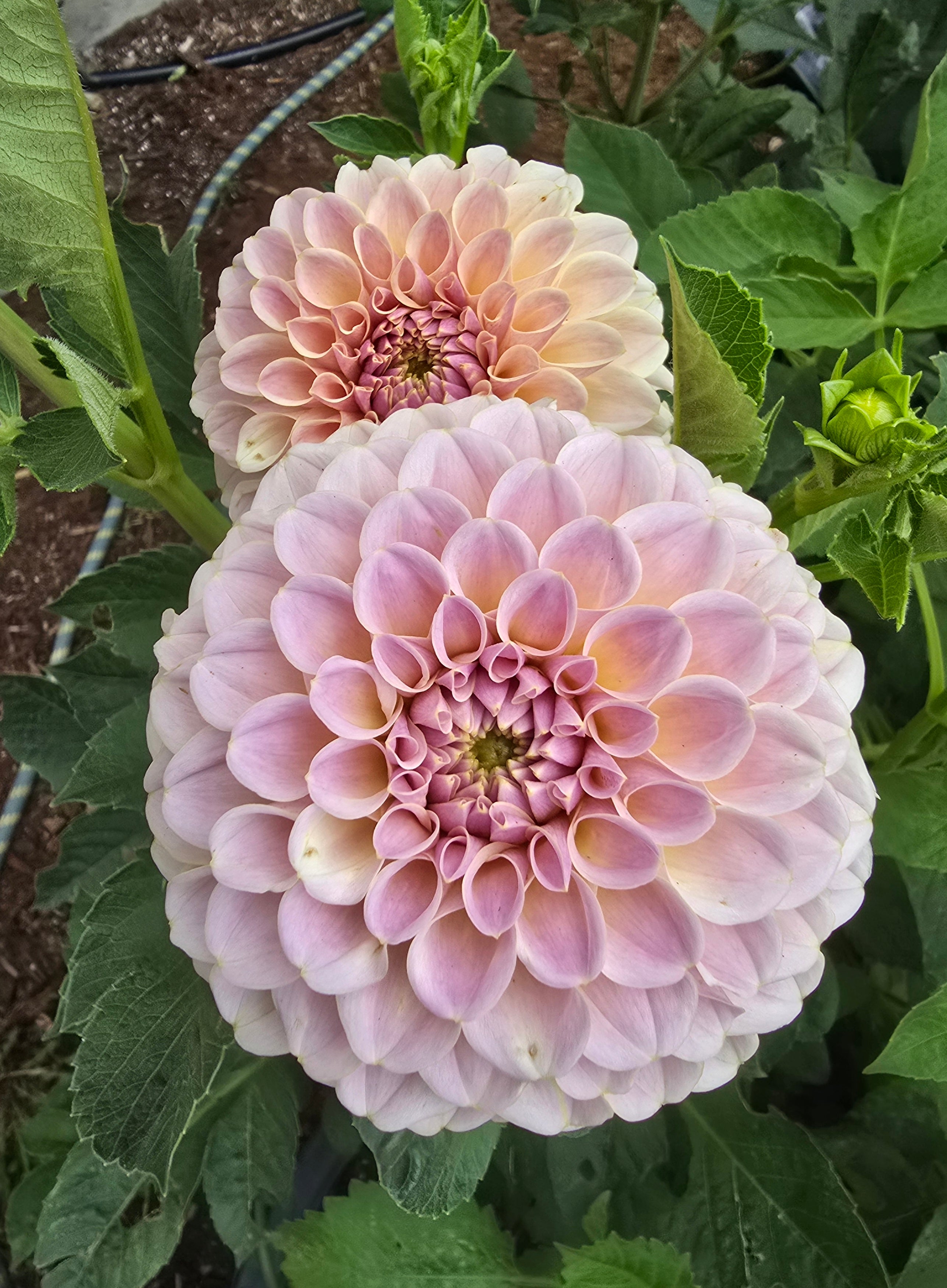 Cinder Rose - Cutting