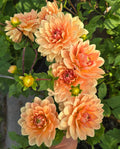 Yvonne - Tuber