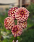 RM Raspberry Twinkle - Cutting