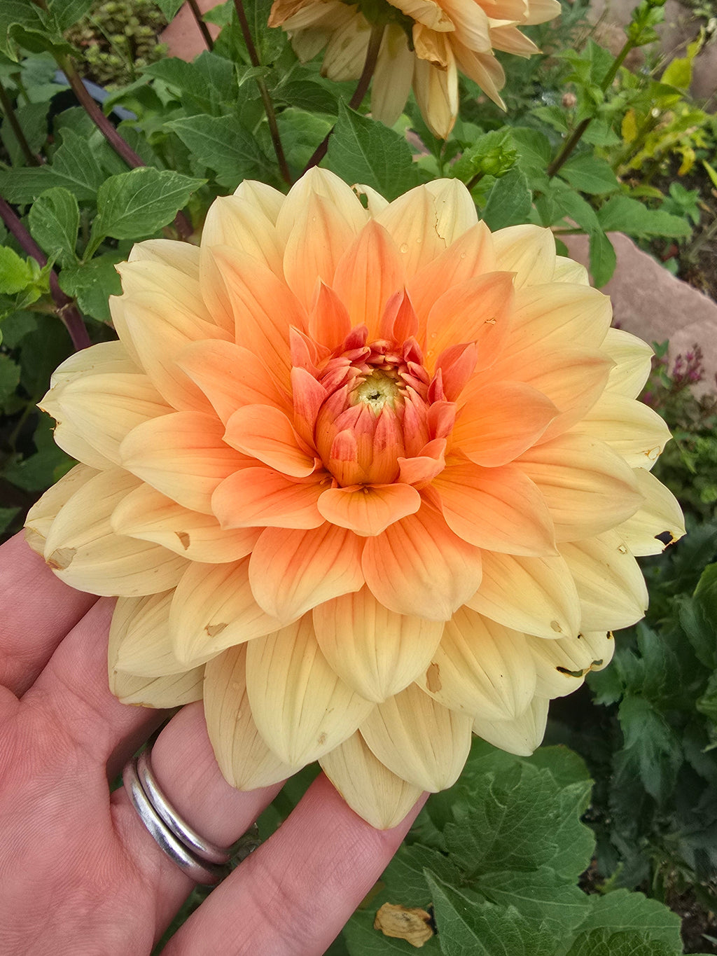 Yvonne - Tuber