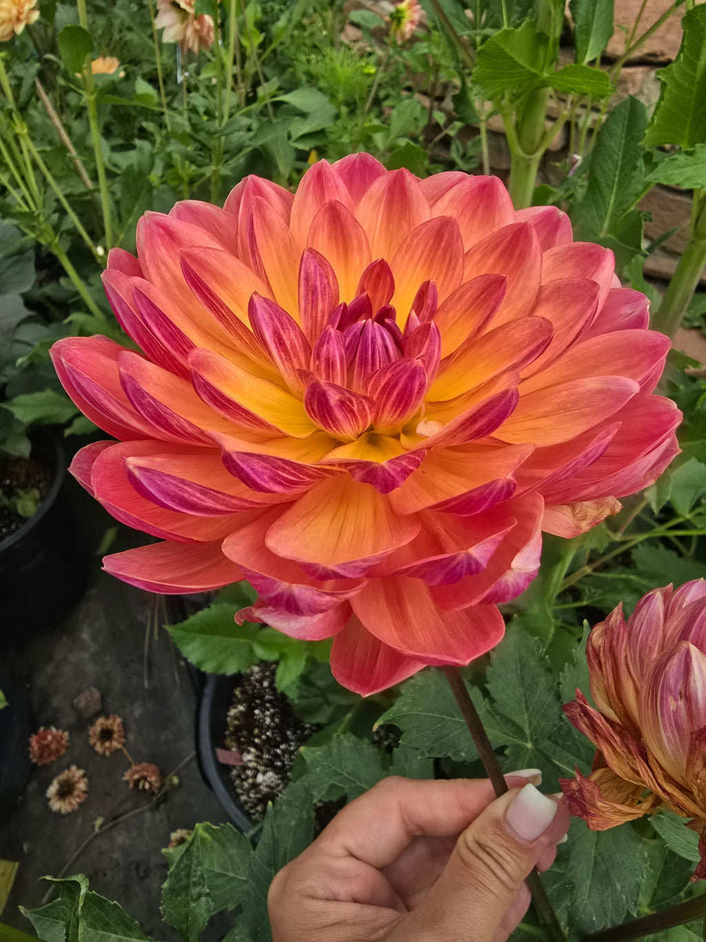 Pam Howden - Tuber