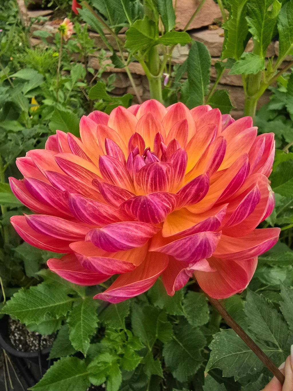 Pam Howden - Tuber