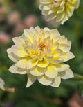 Sandia Luna - Tuber