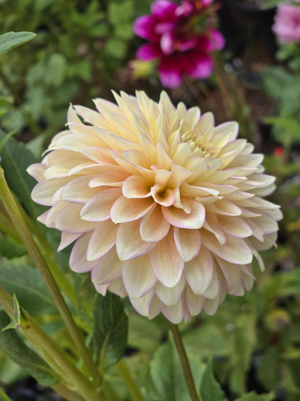 Bloomquist Blush - Tuber