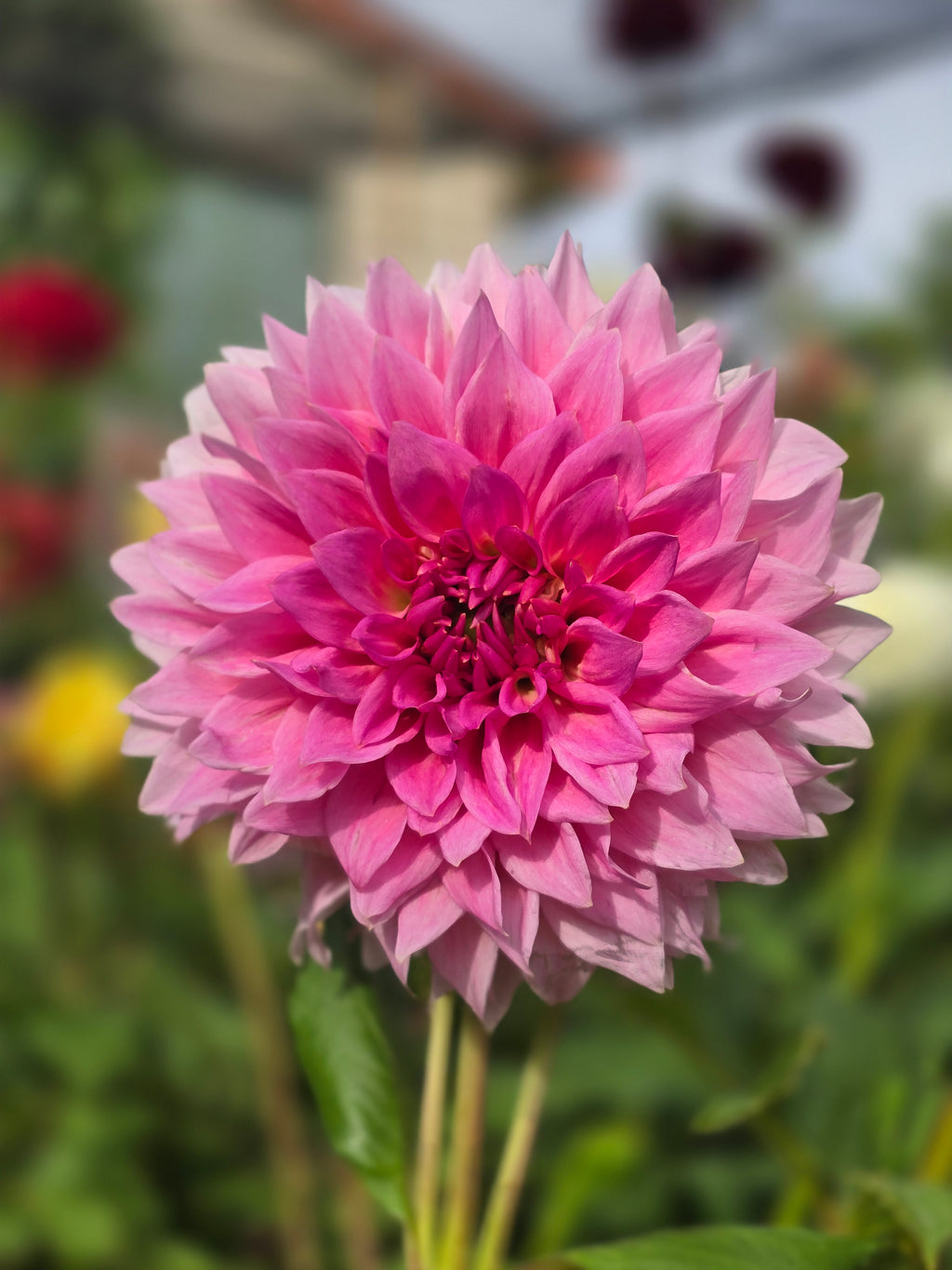 Wyn's pink pearl - Tuber