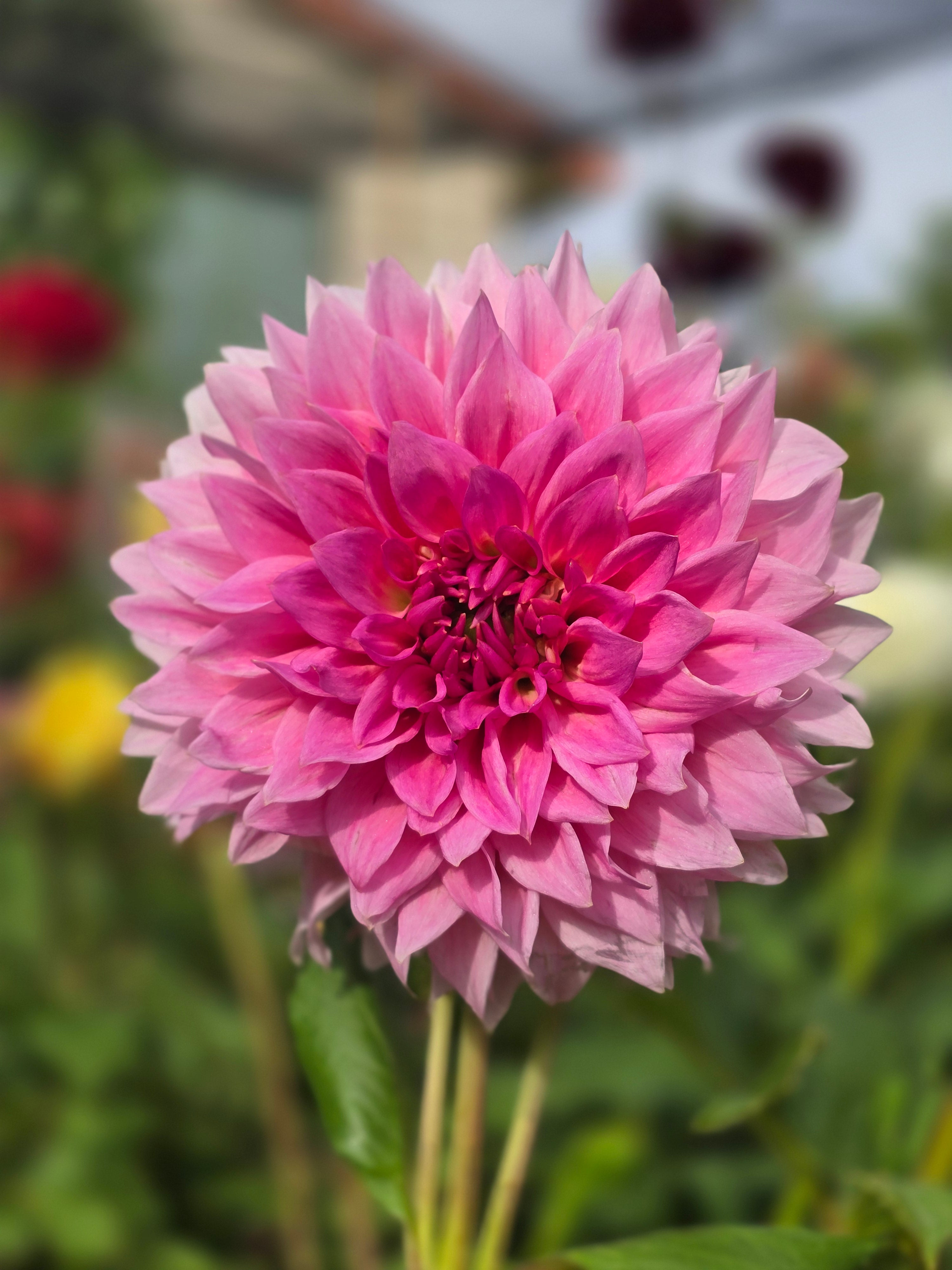 Wyn's pink pearl - Tuber