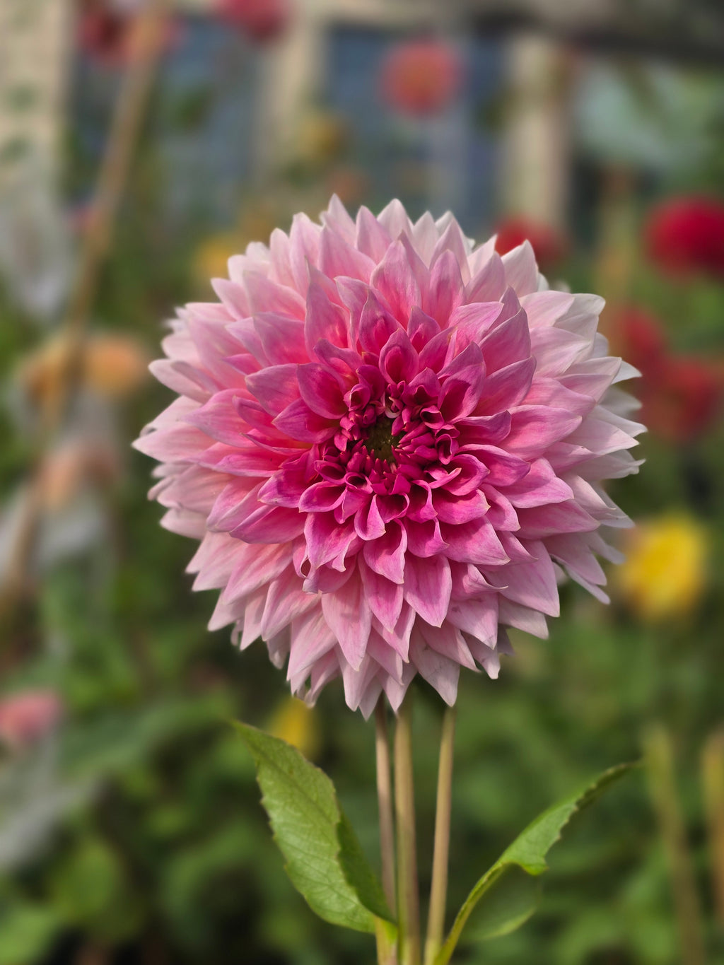 Wyn's pink pearl - Tuber