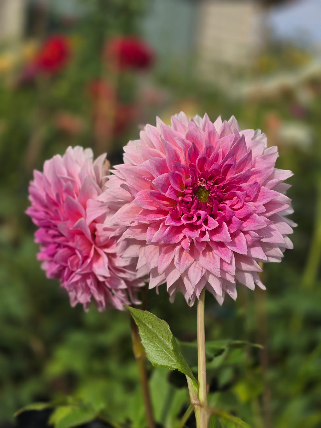 Wyn's pink pearl - Tuber