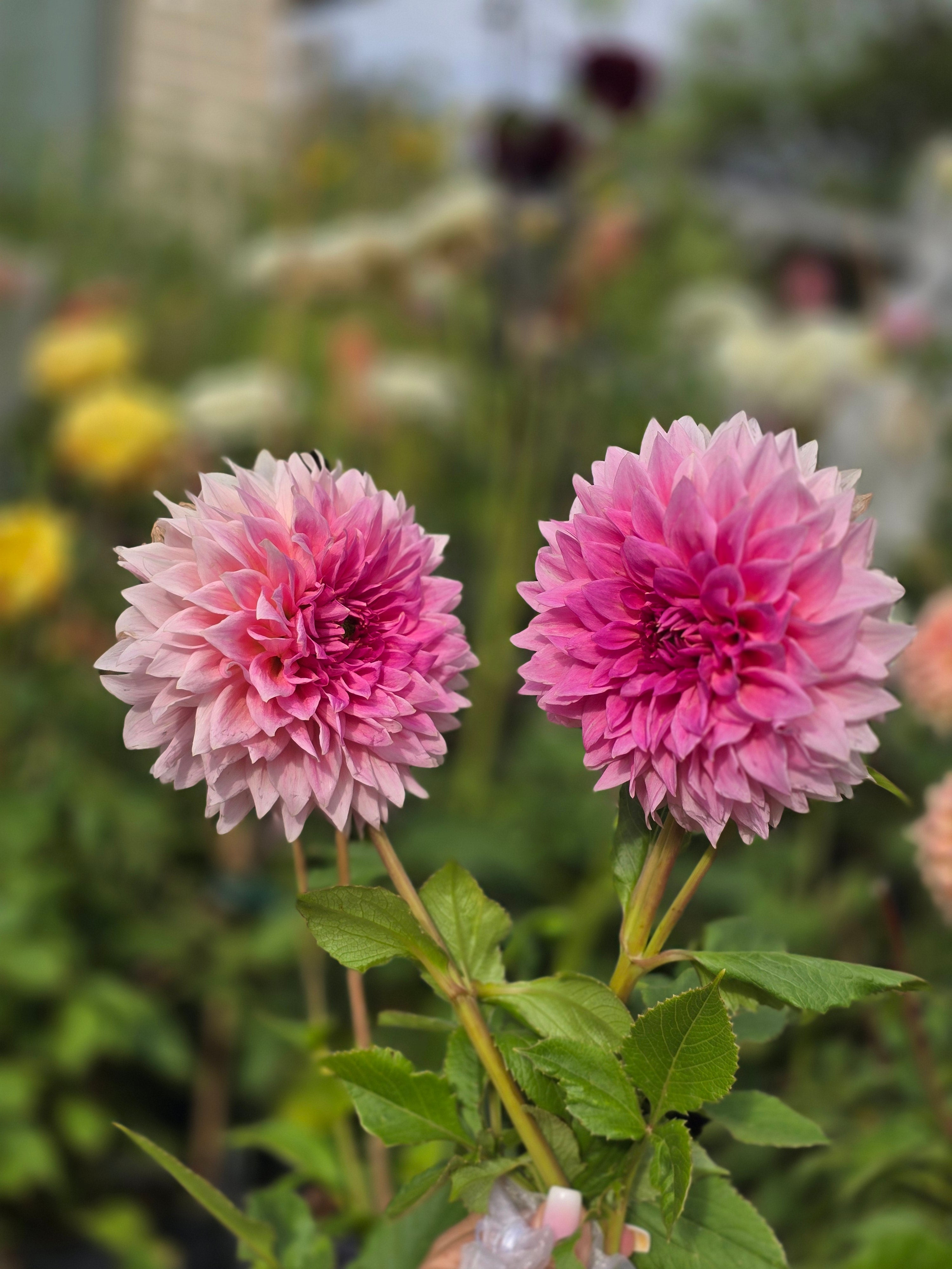 Wyn's pink pearl - Tuber