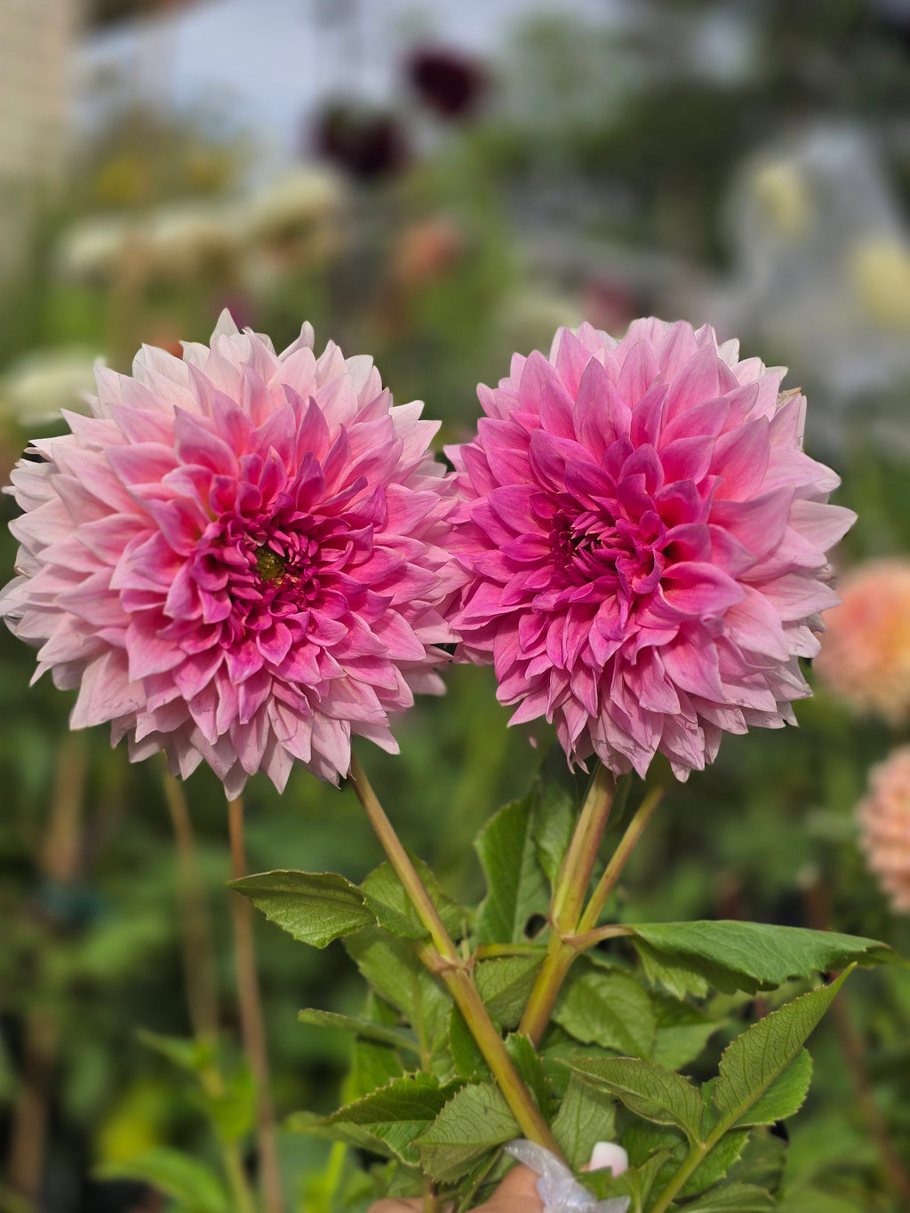Wyn's pink pearl - Tuber