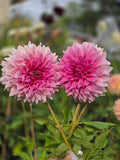 Wyn's pink pearl - Tuber