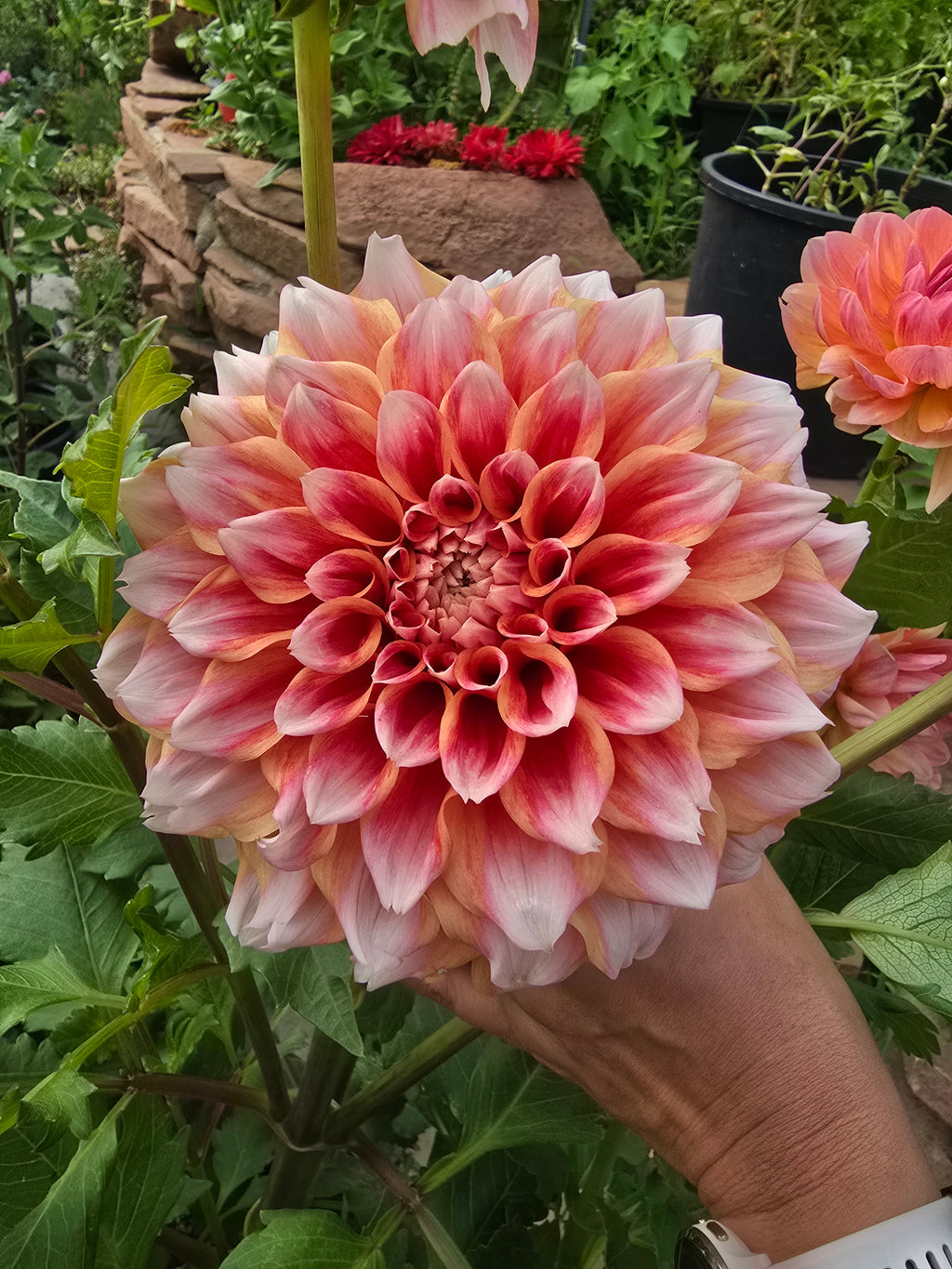 Hollyhill Orange ice - Tuber