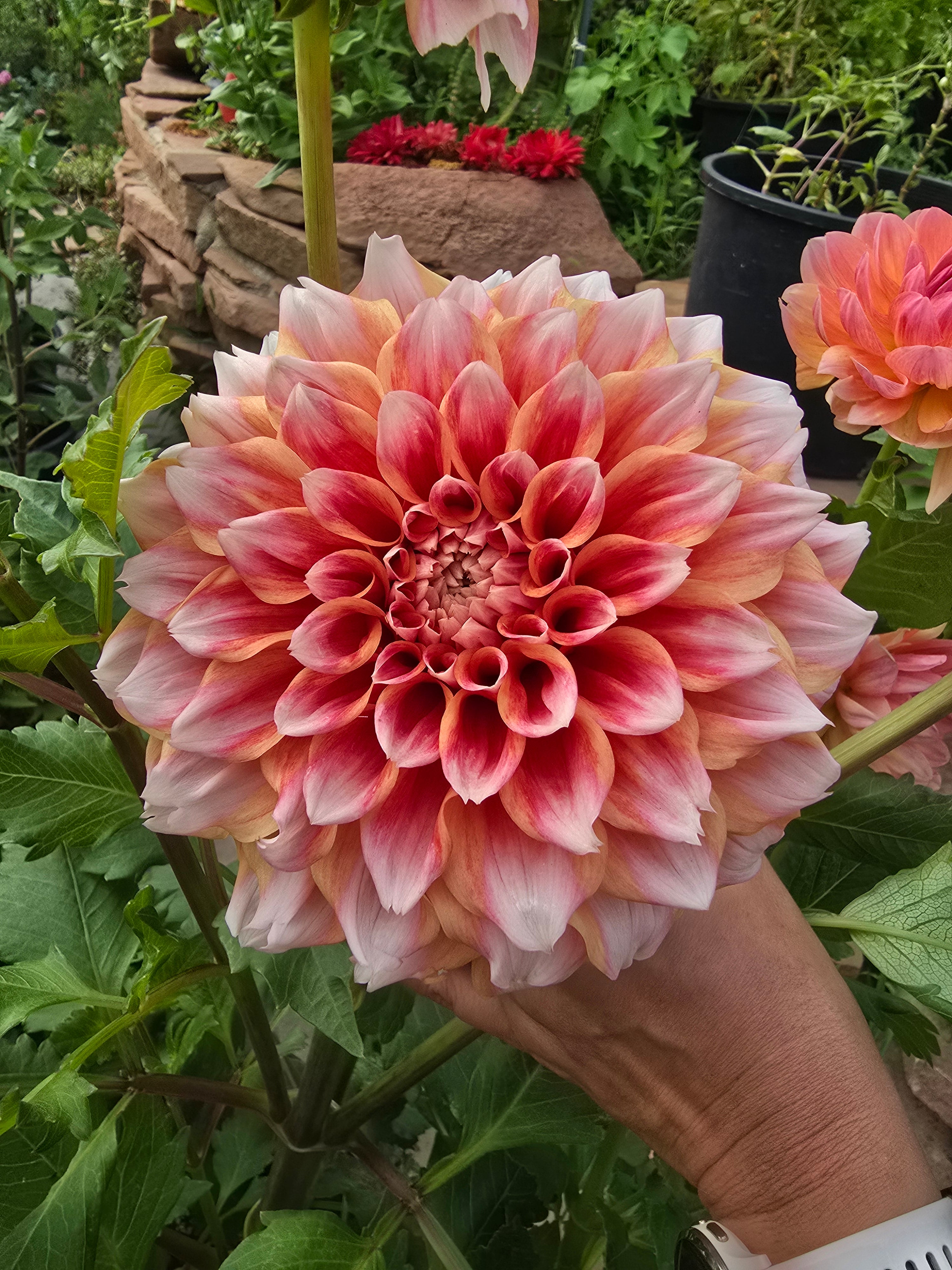 Hollyhill Orange ice - Tuber