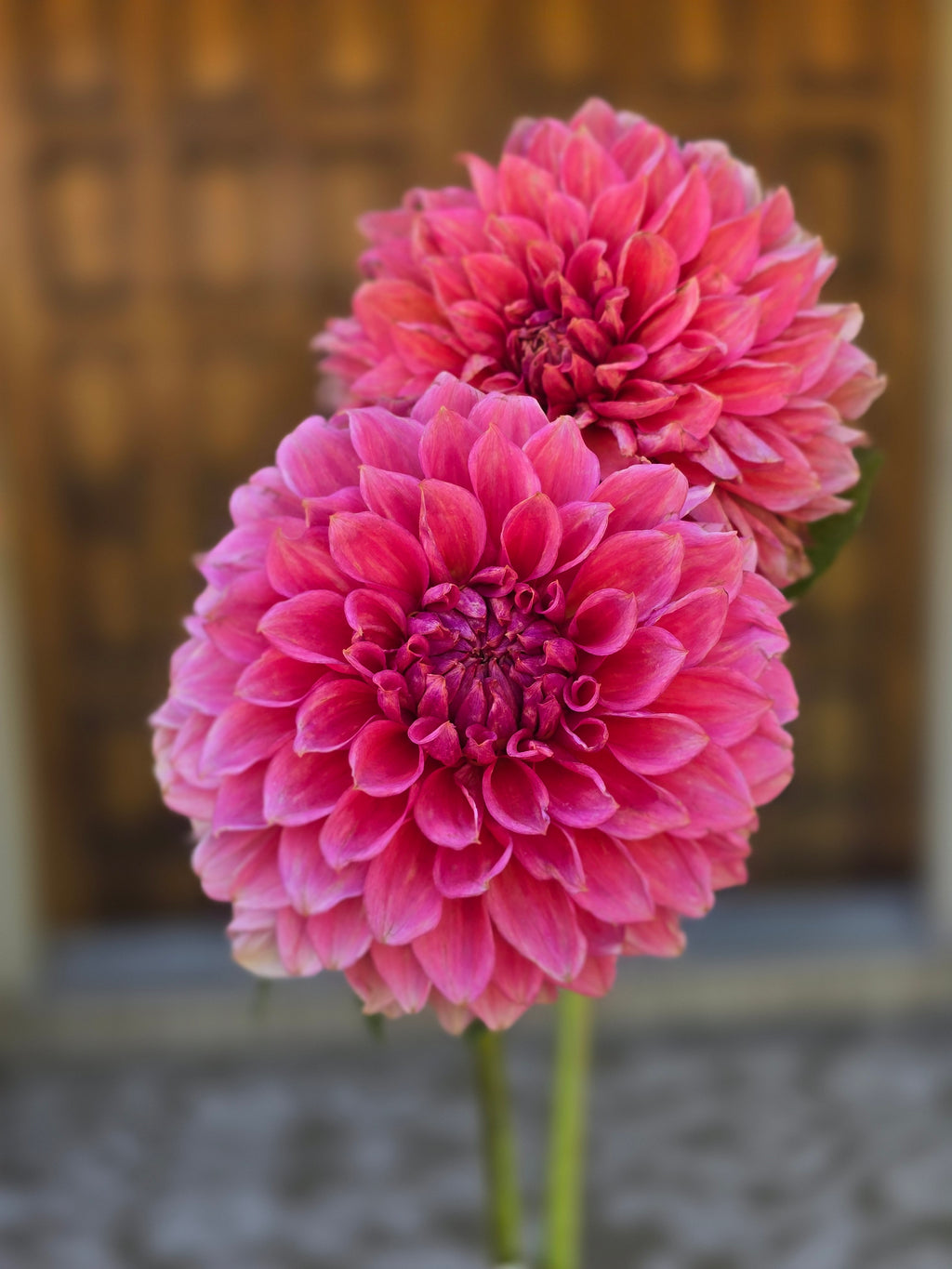 RM Pink Sugar - Tuber