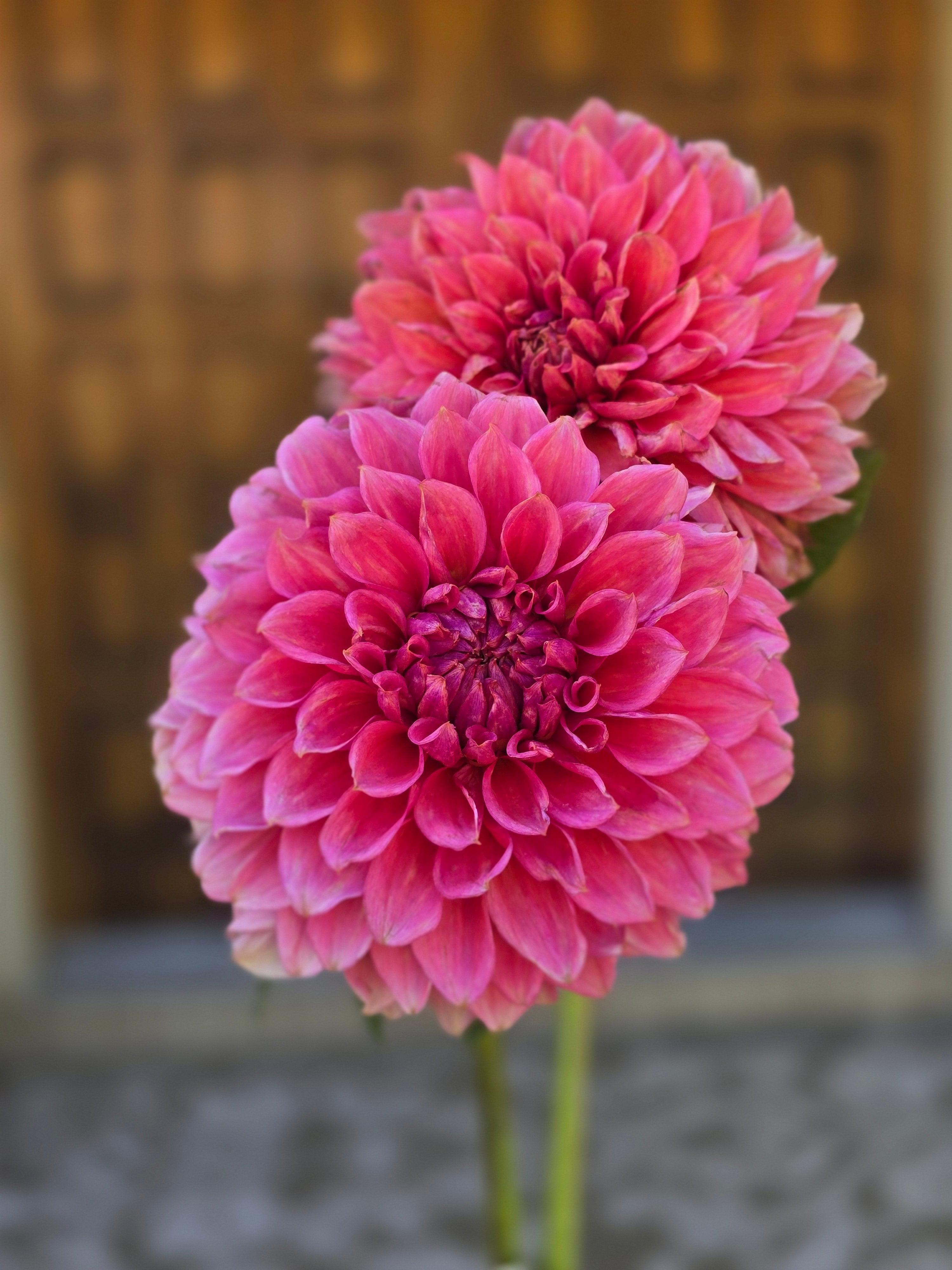 RM Pink Sugar - Tuber