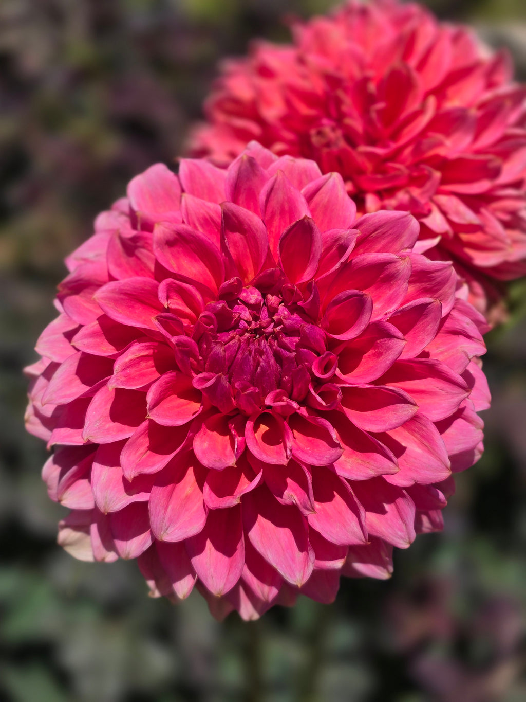 RM Pink Sugar - Tuber