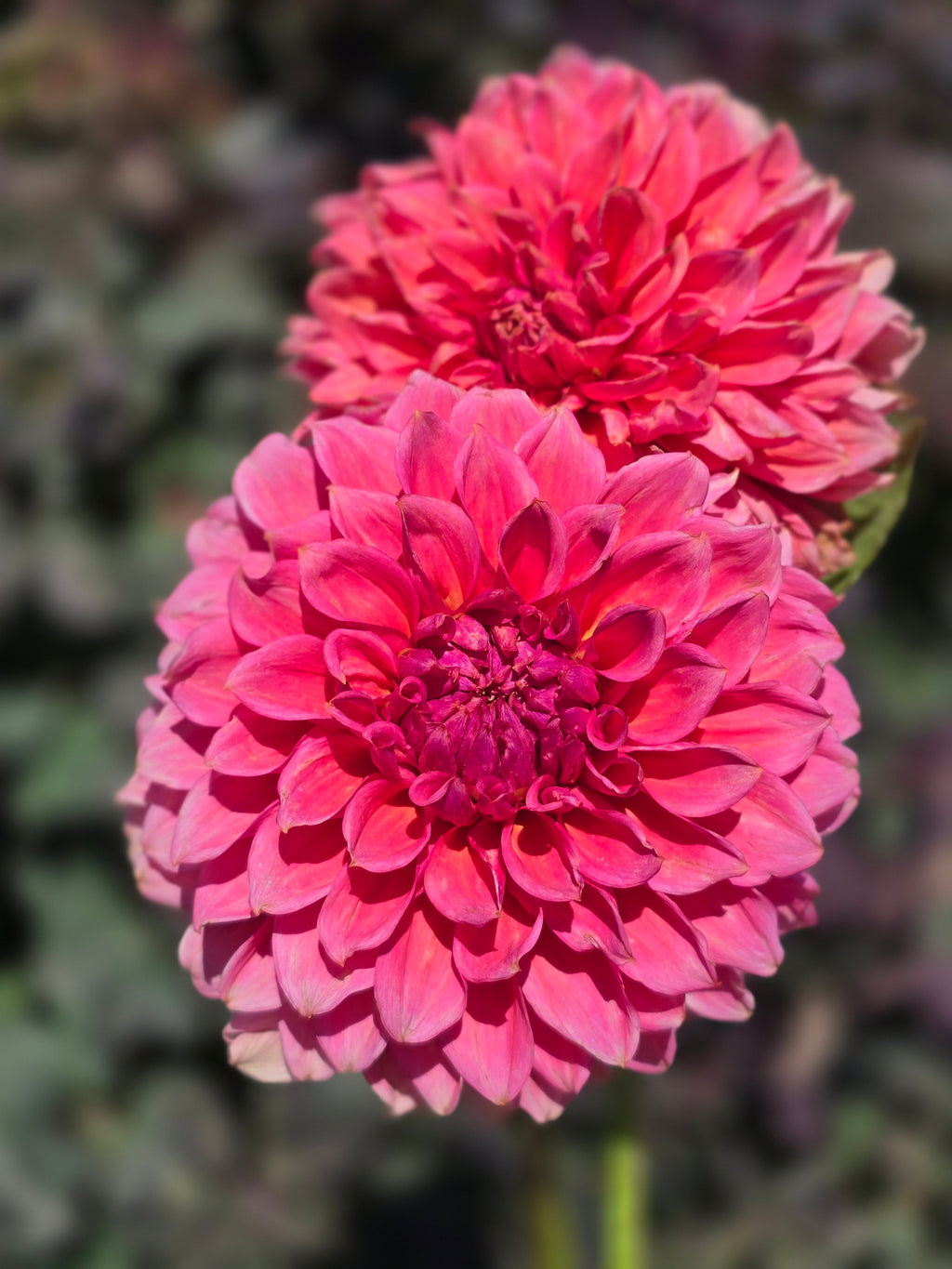 RM Pink Sugar - Tuber