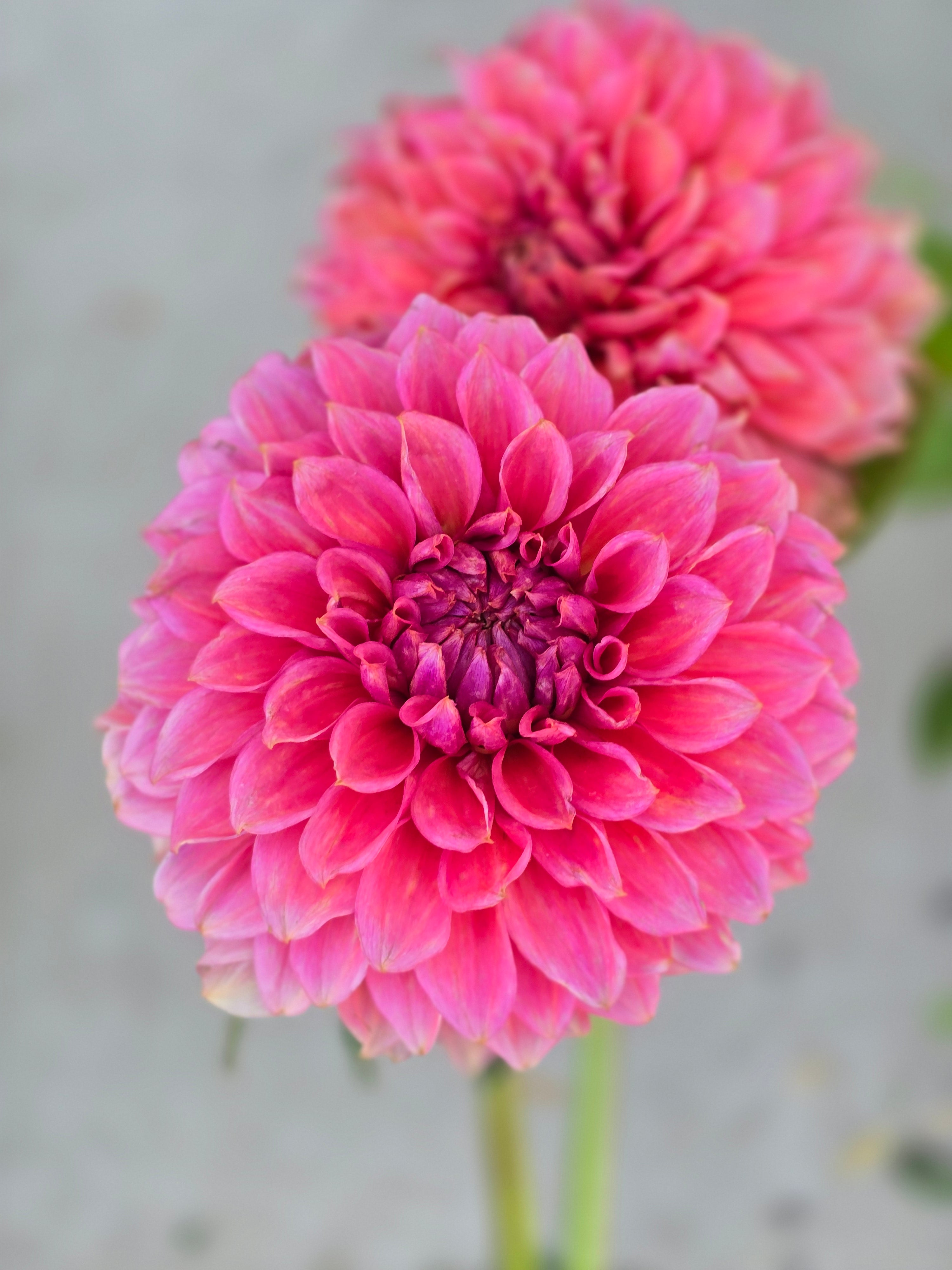 RM Pink Sugar - Tuber