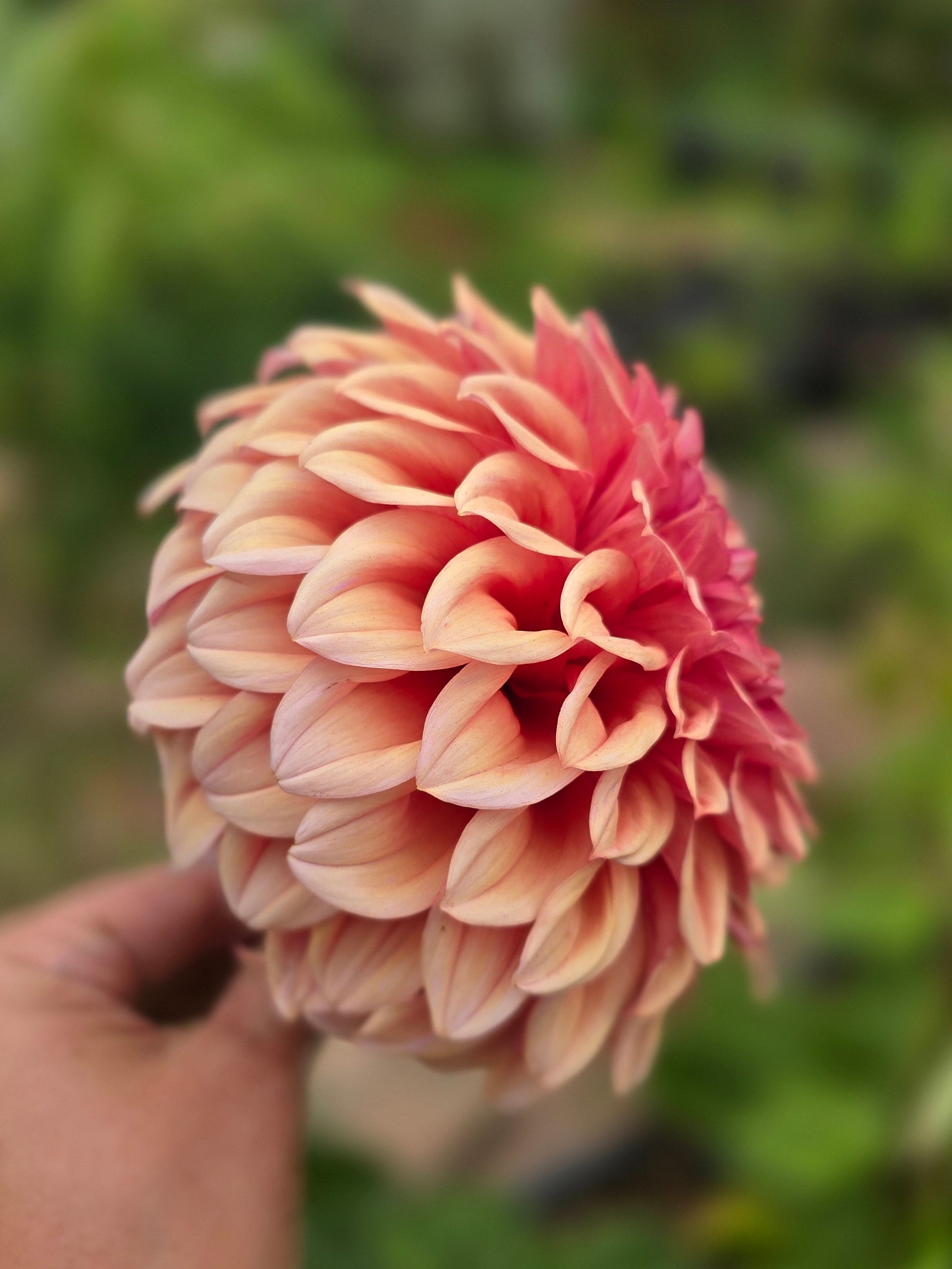 Orange Globe - Tuber