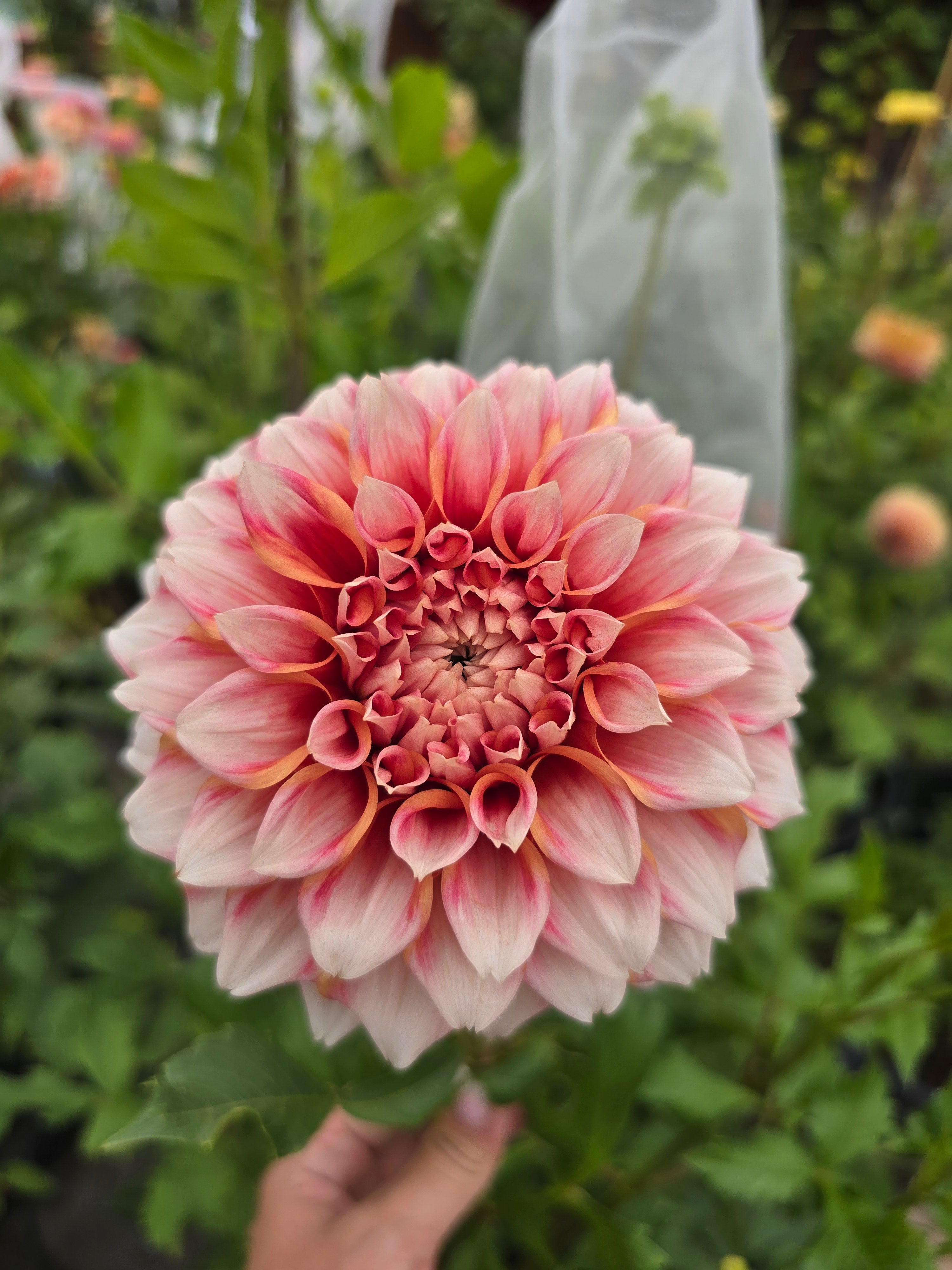 Hollyhill Orange ice - Tuber