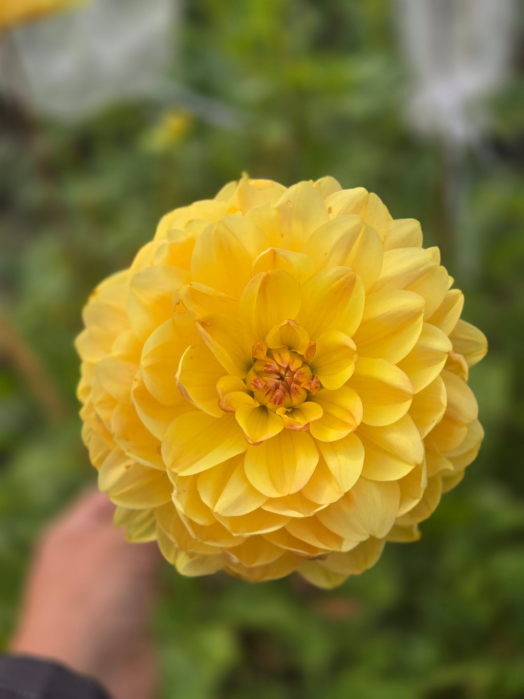 Sandia Gold - Tuber