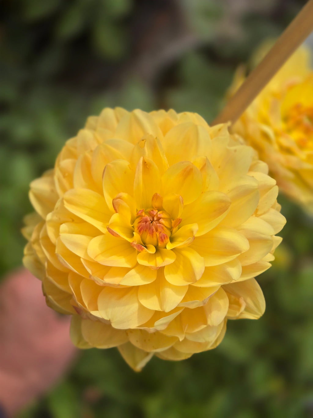Sandia Gold - Tuber
