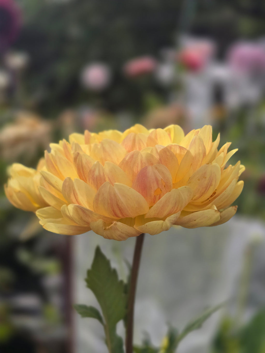 Sandia Gold - Tuber