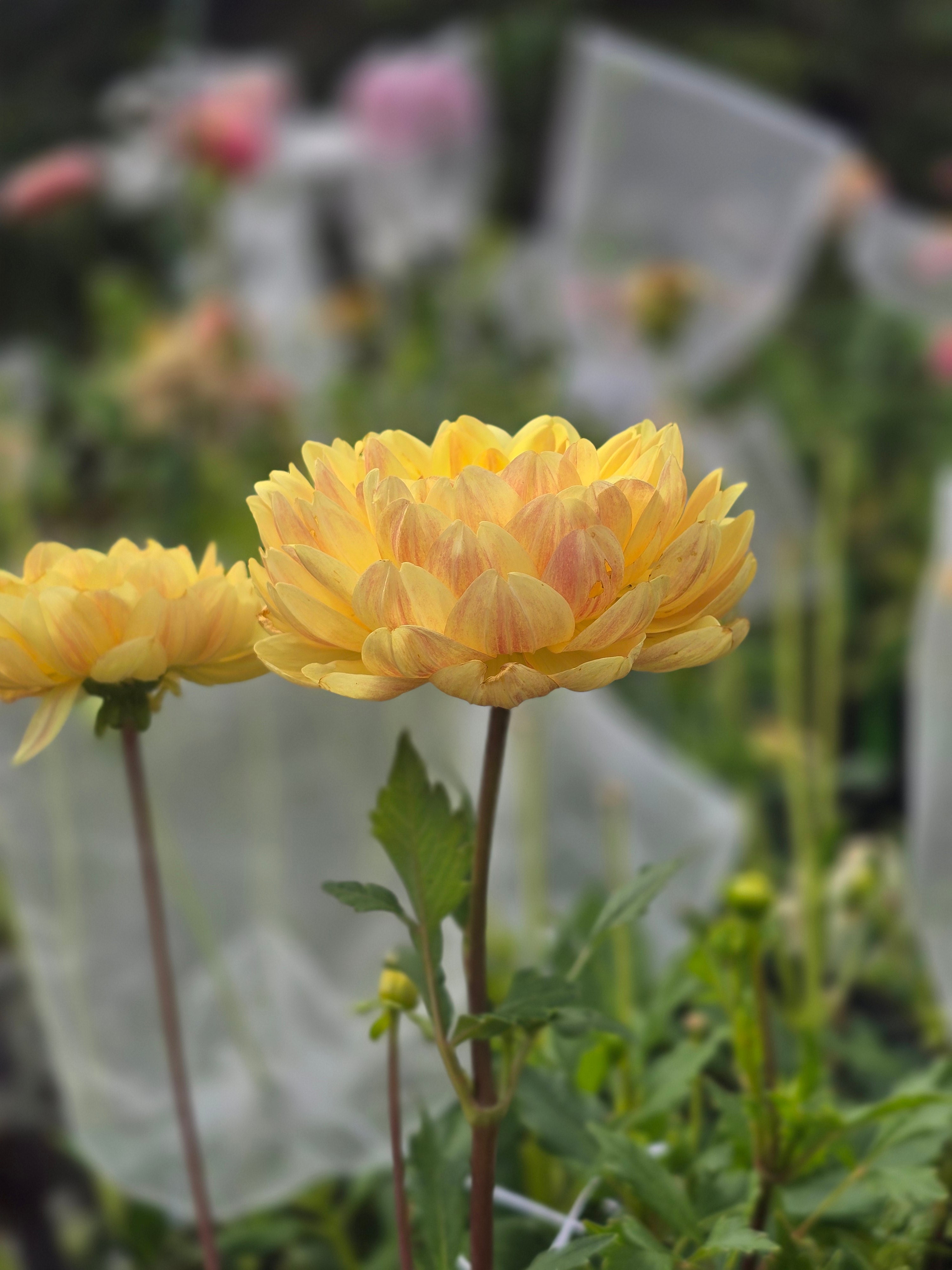 Sandia Gold - Tuber