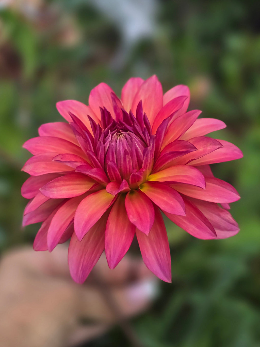 Sandia Ruthie - Tuber