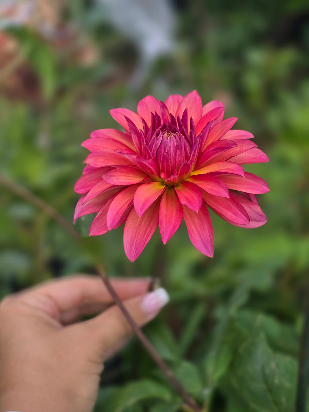 Sandia Ruthie - Tuber