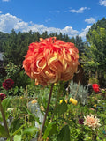 Bloomquist Jean - Tuber