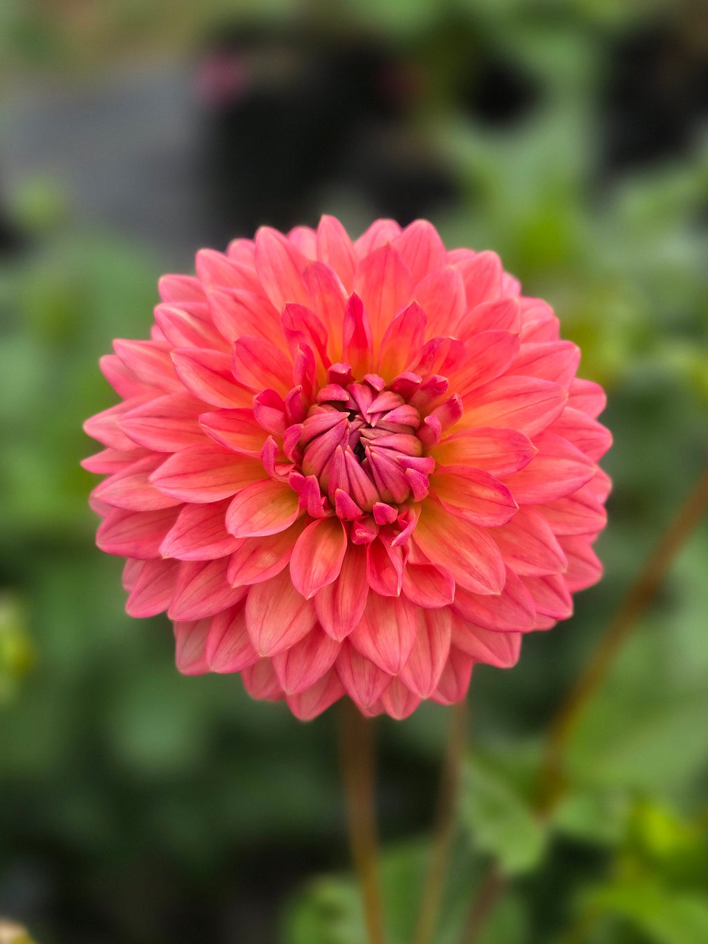 Lee's Zesty Peach - Tuber