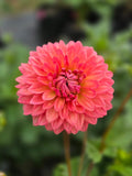 Lee's Zesty Peach - Tuber