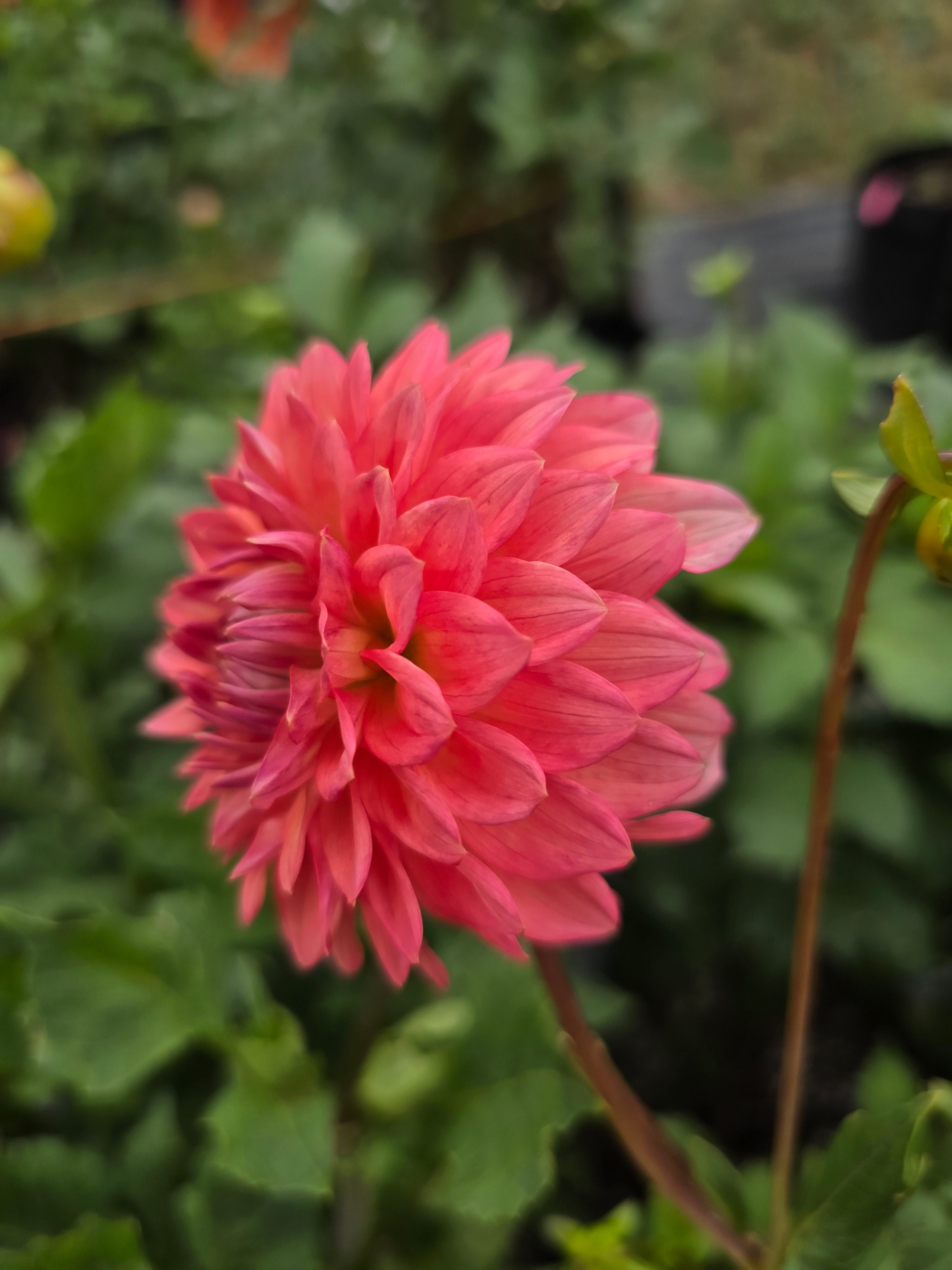 Lee's Zesty Peach - Tuber