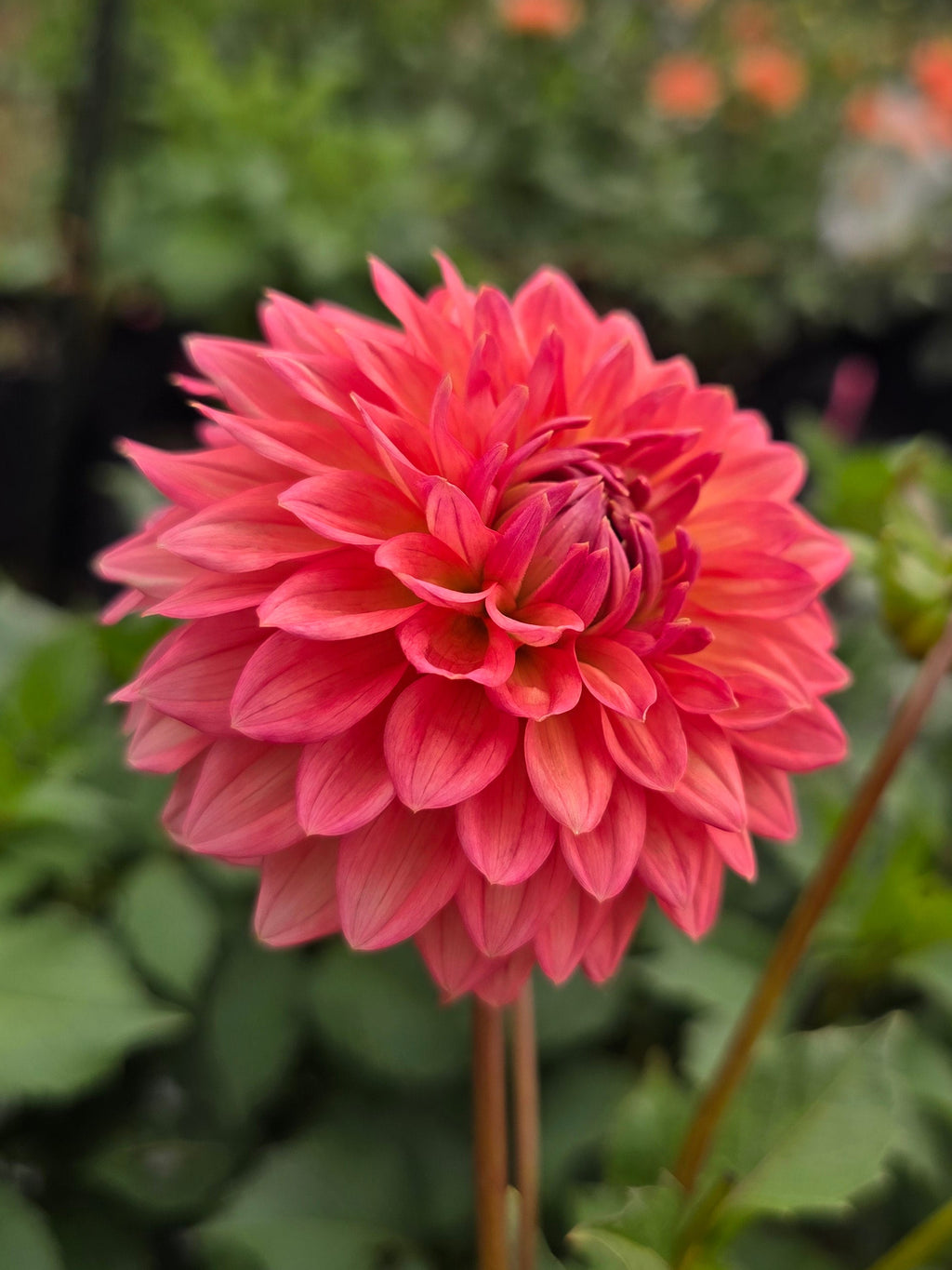Lee's Zesty Peach - Tuber