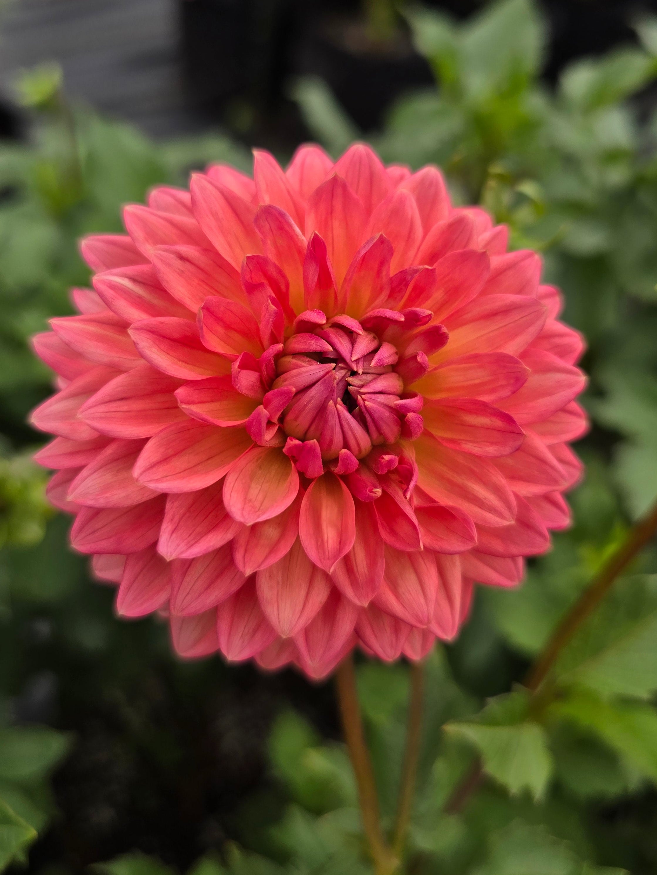 Lee's Zesty Peach - Tuber