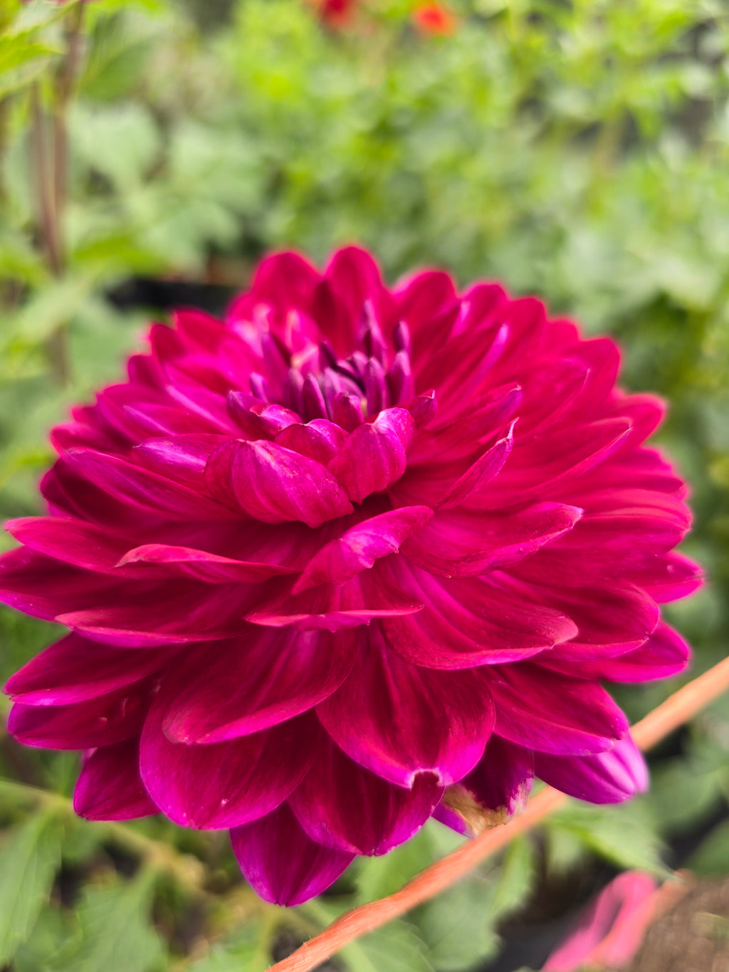 Sandia Bertha - Tuber