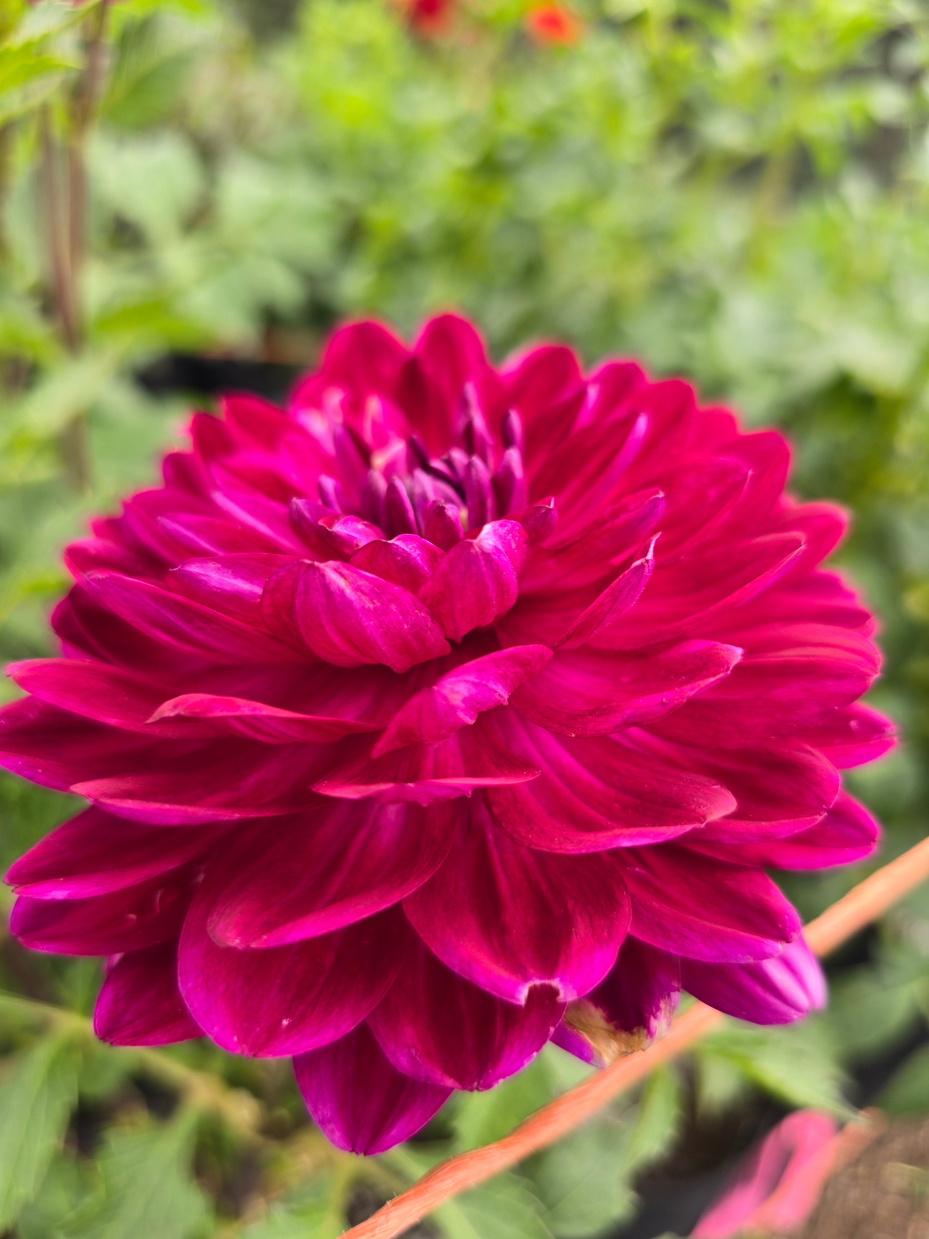 Sandia Bertha - Tuber