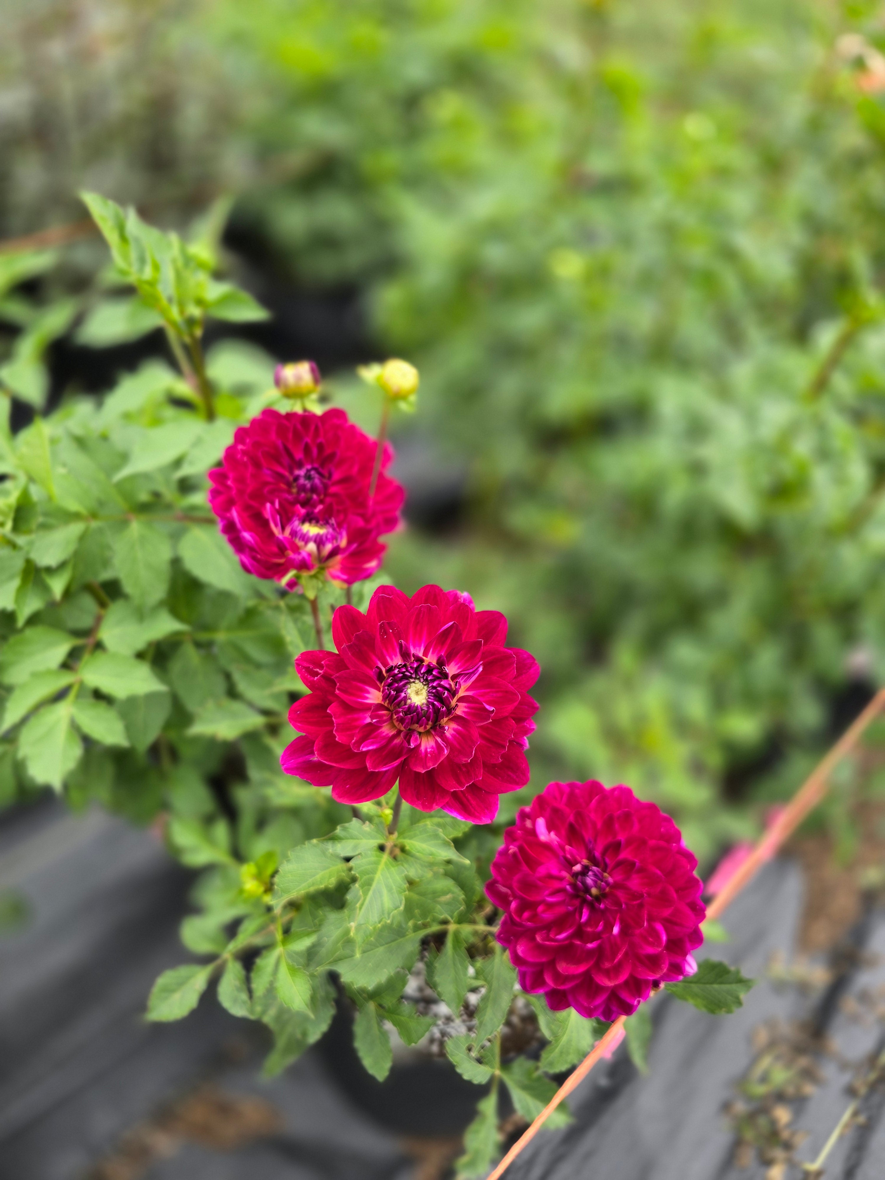 Sandia Bertha - Tuber