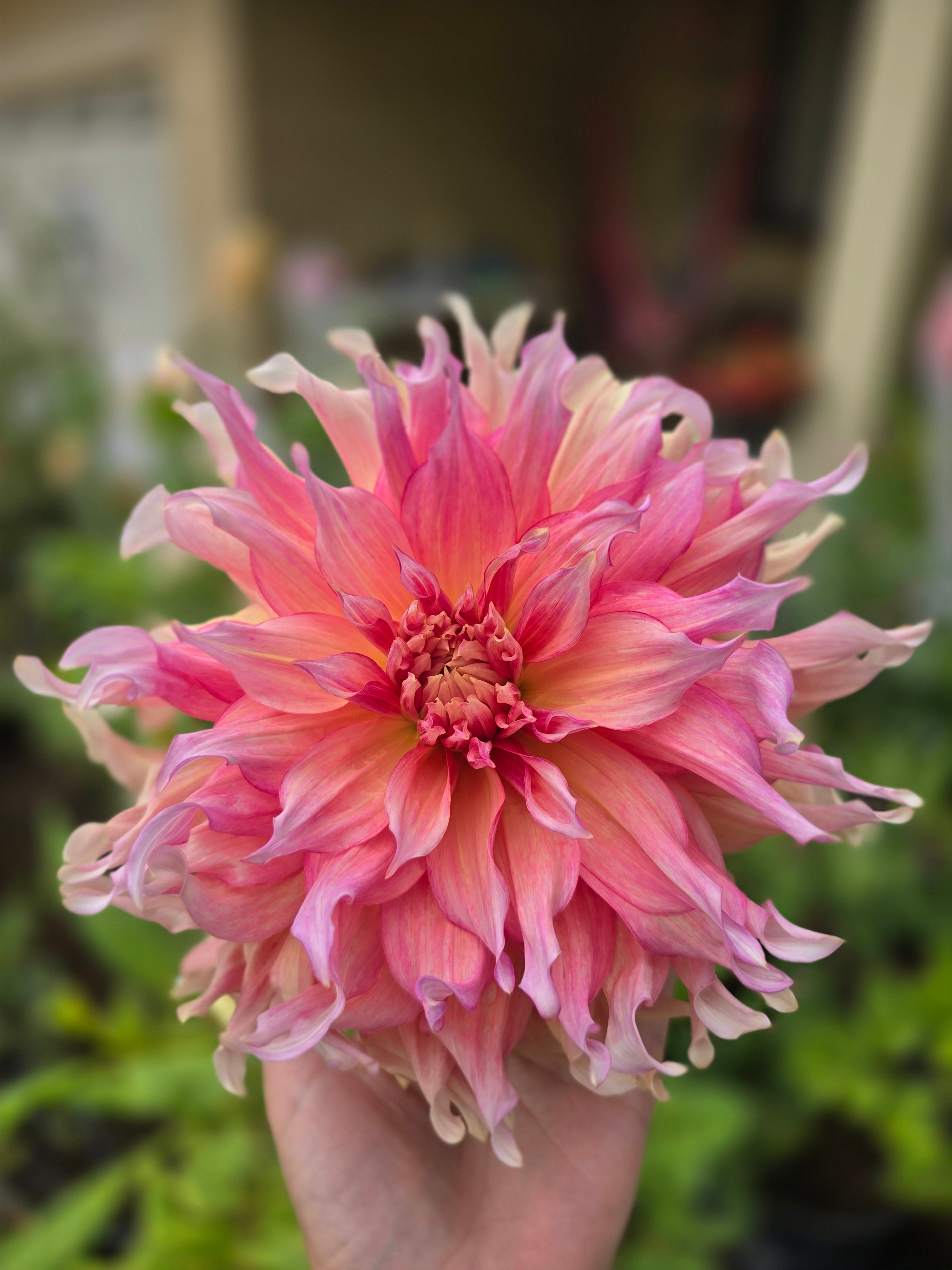 Penhill Watermelon - Tuber