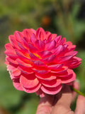 Wildwood Marie - Tuber