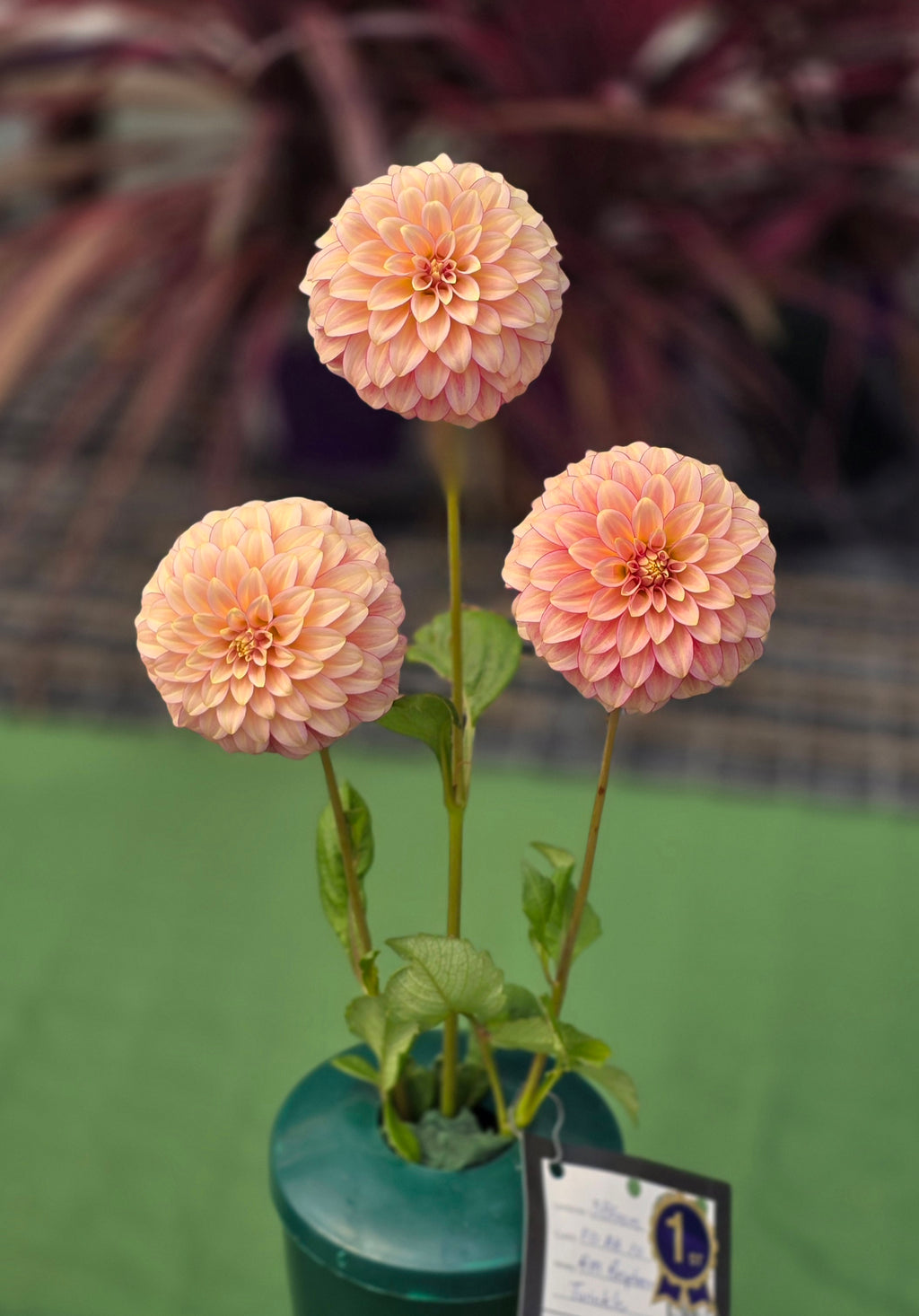 RM Raspberry Twinkle - Cutting