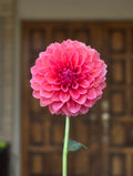 RM Pink Sugar - Tuber