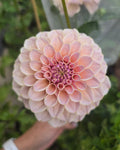 Cinder Rose - Cutting