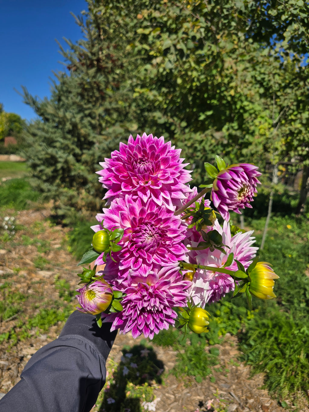 BJ's Dusty Rose - Tuber