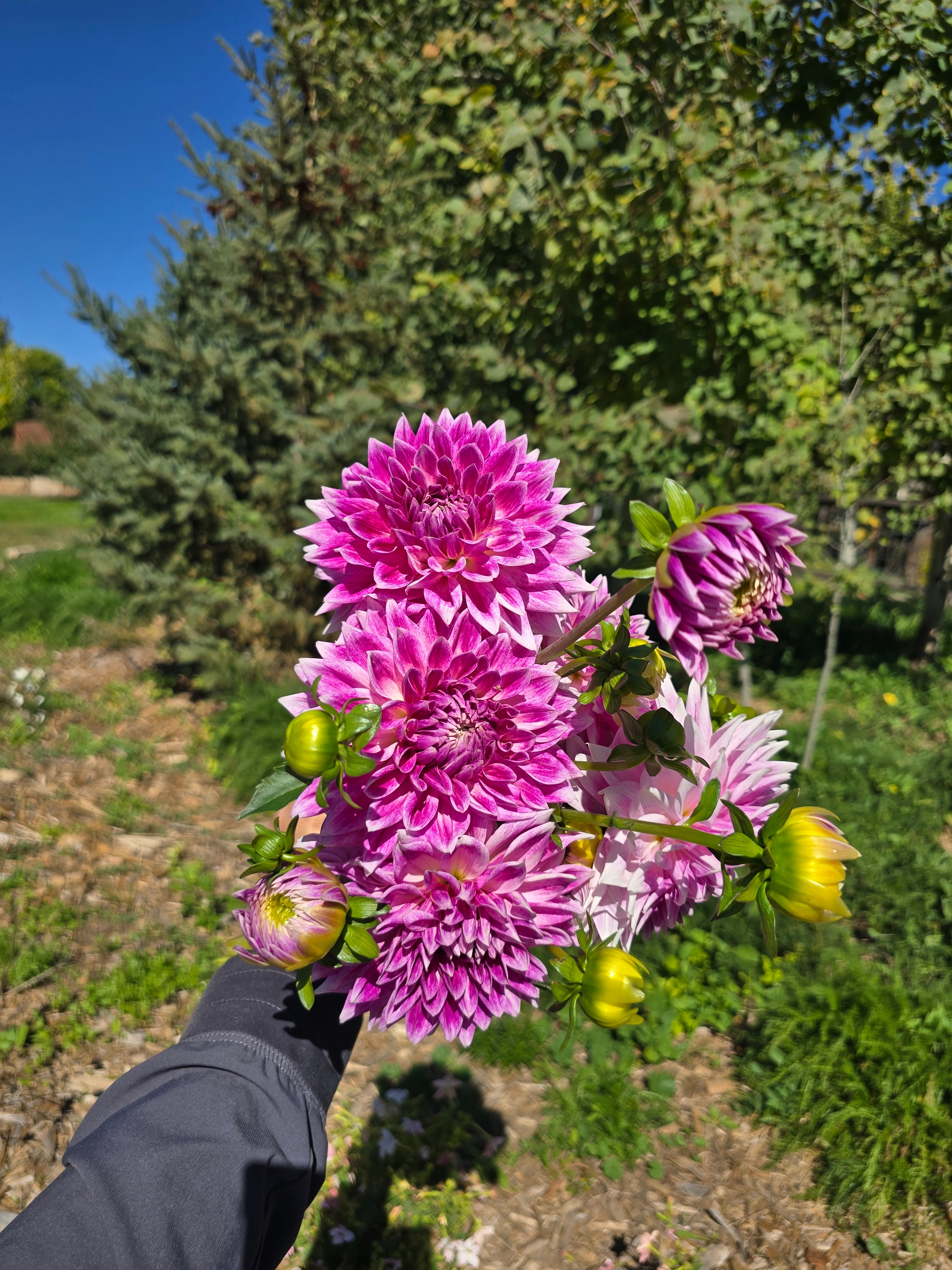 BJ's Dusty Rose - Tuber